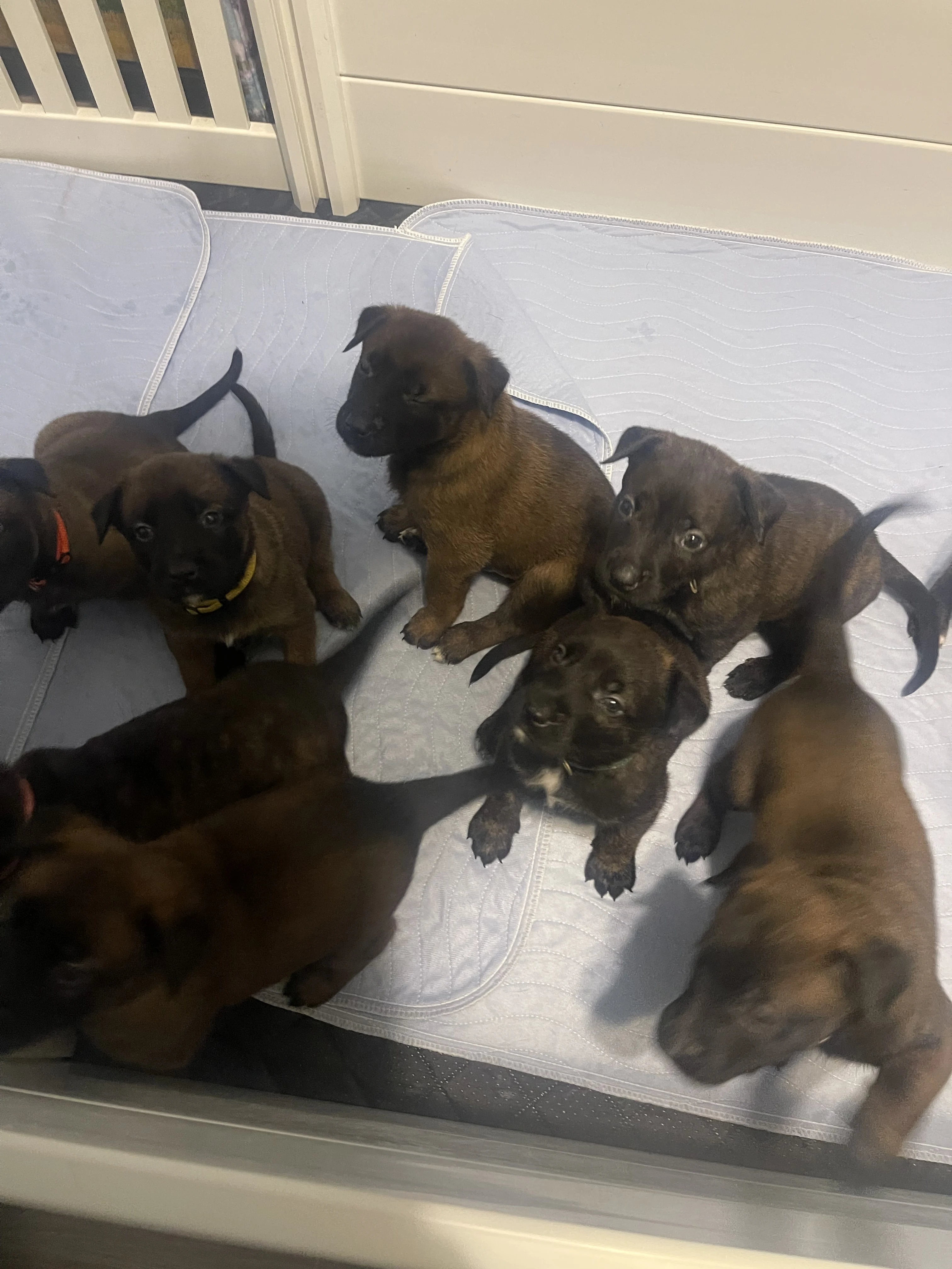 Alliance K9 puppies, parent dogs, or training moment from the Ranger x Mila program.