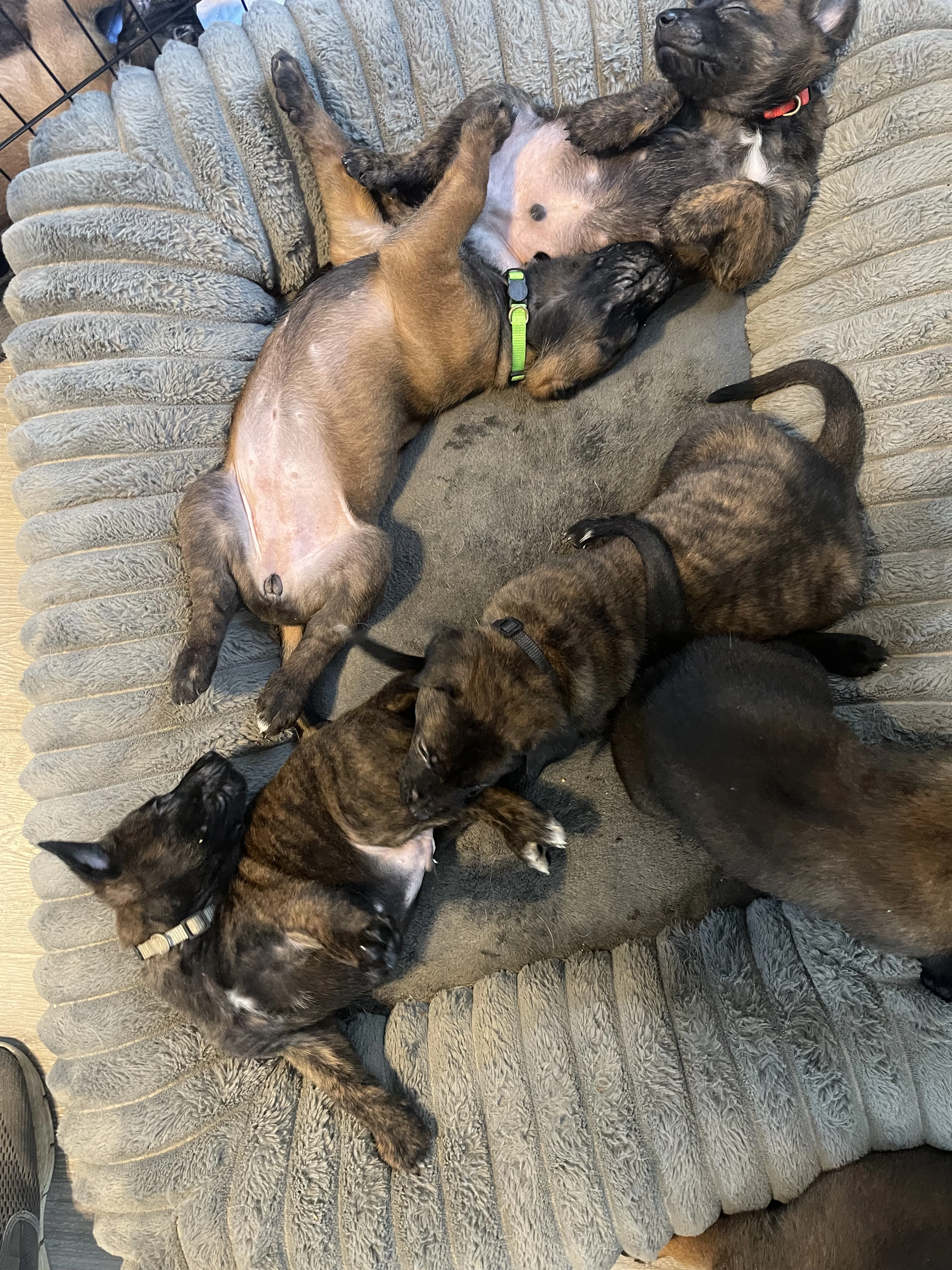 Alliance K9 puppies, parent dogs, or training moment from the Ranger x Mila program.
