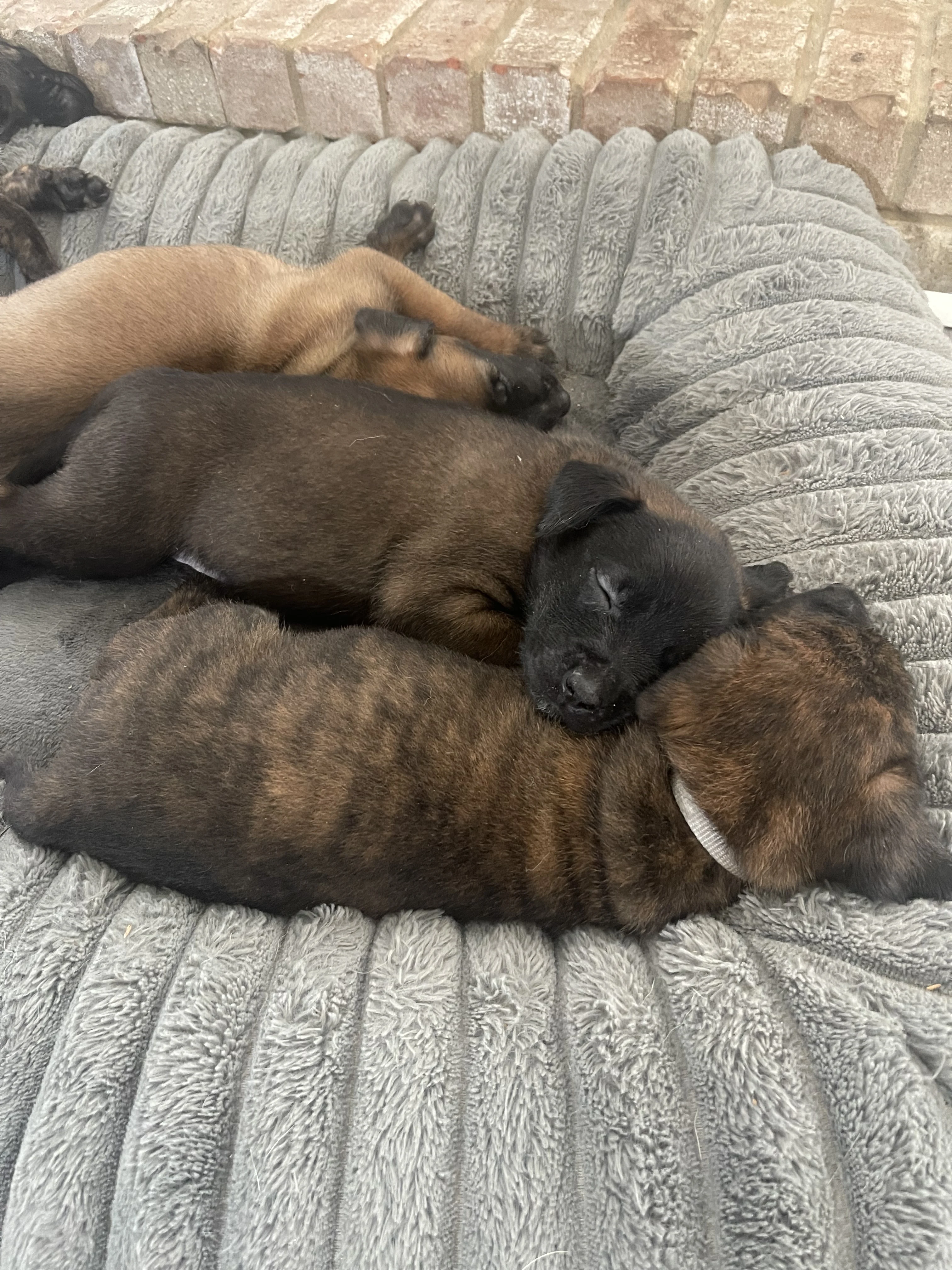 Alliance K9 puppies, parent dogs, or training moment from the Ranger x Mila program.