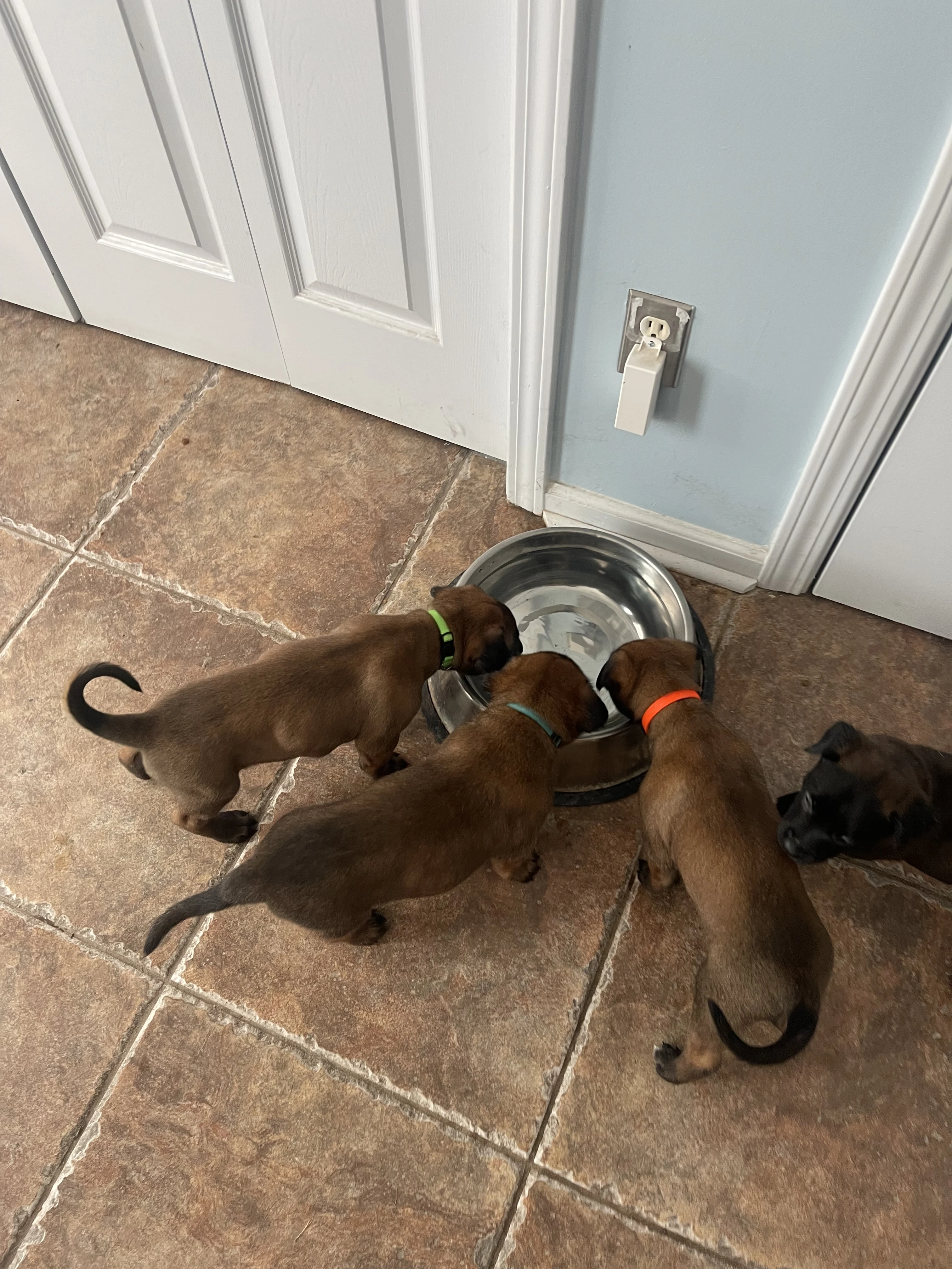 Alliance K9 puppies, parent dogs, or training moment from the Ranger x Mila program.
