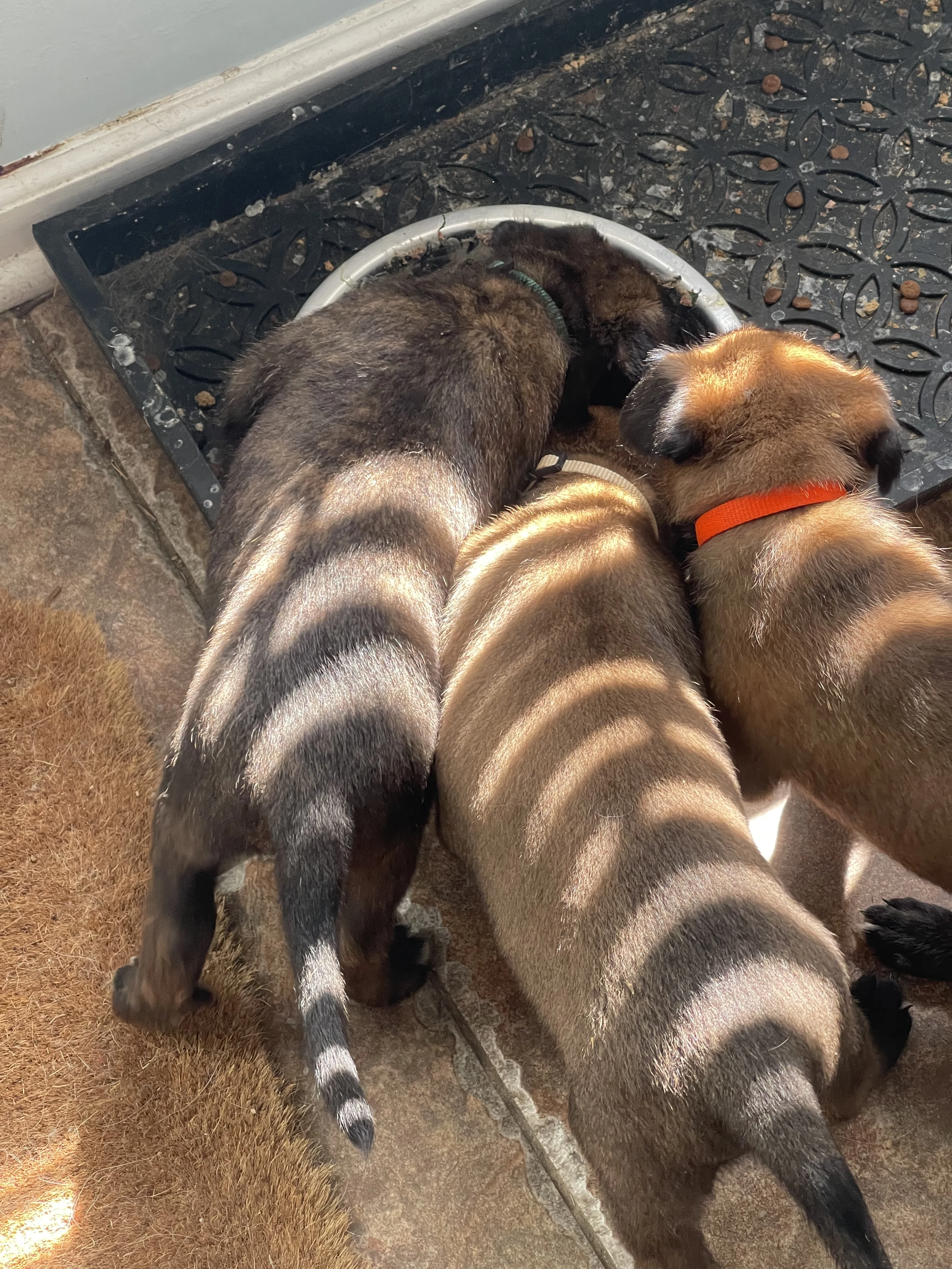 Alliance K9 puppies, parent dogs, or training moment from the Ranger x Mila program.
