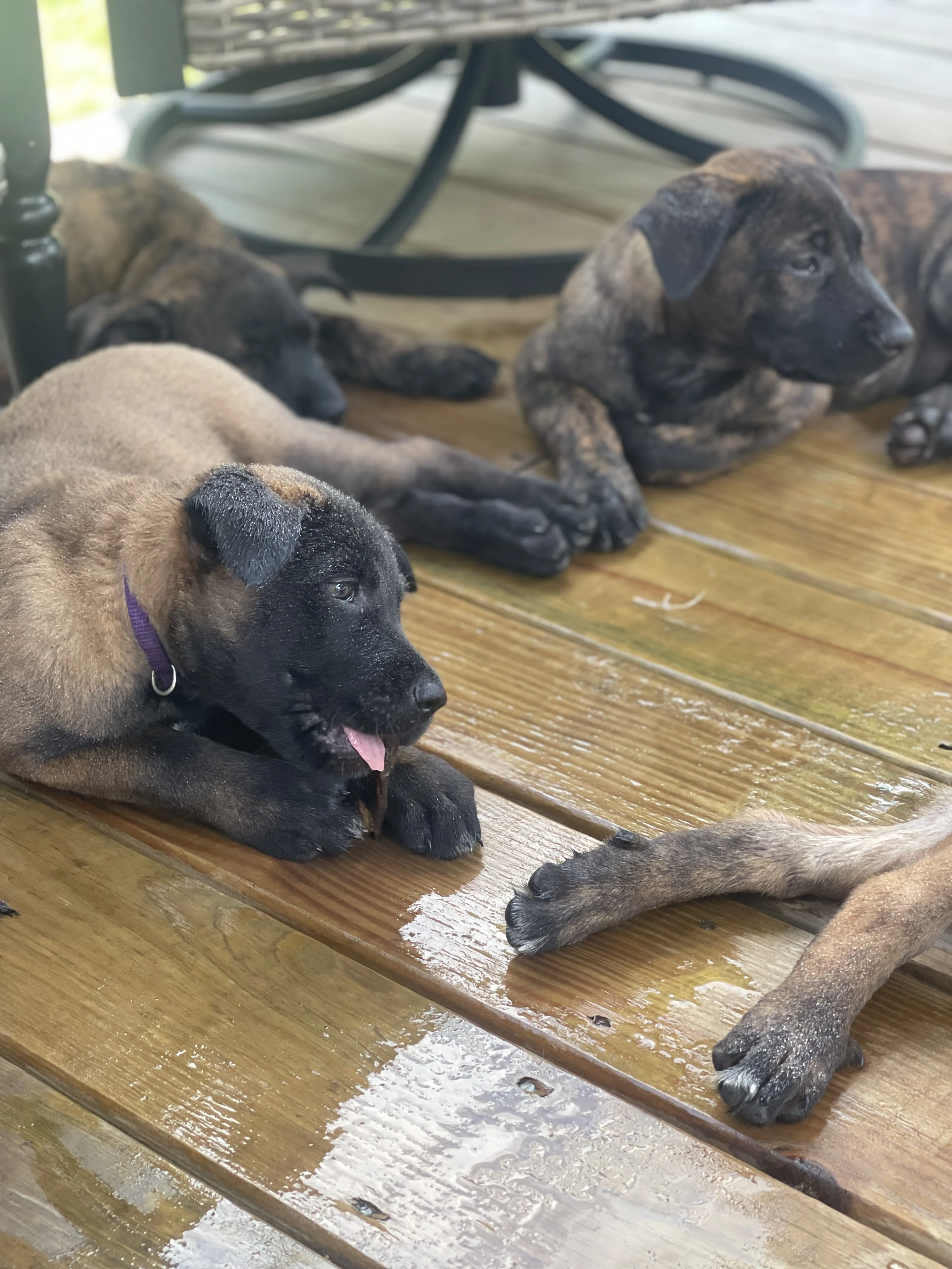 Alliance K9 puppies, parent dogs, or training moment from the Ranger x Mila program.