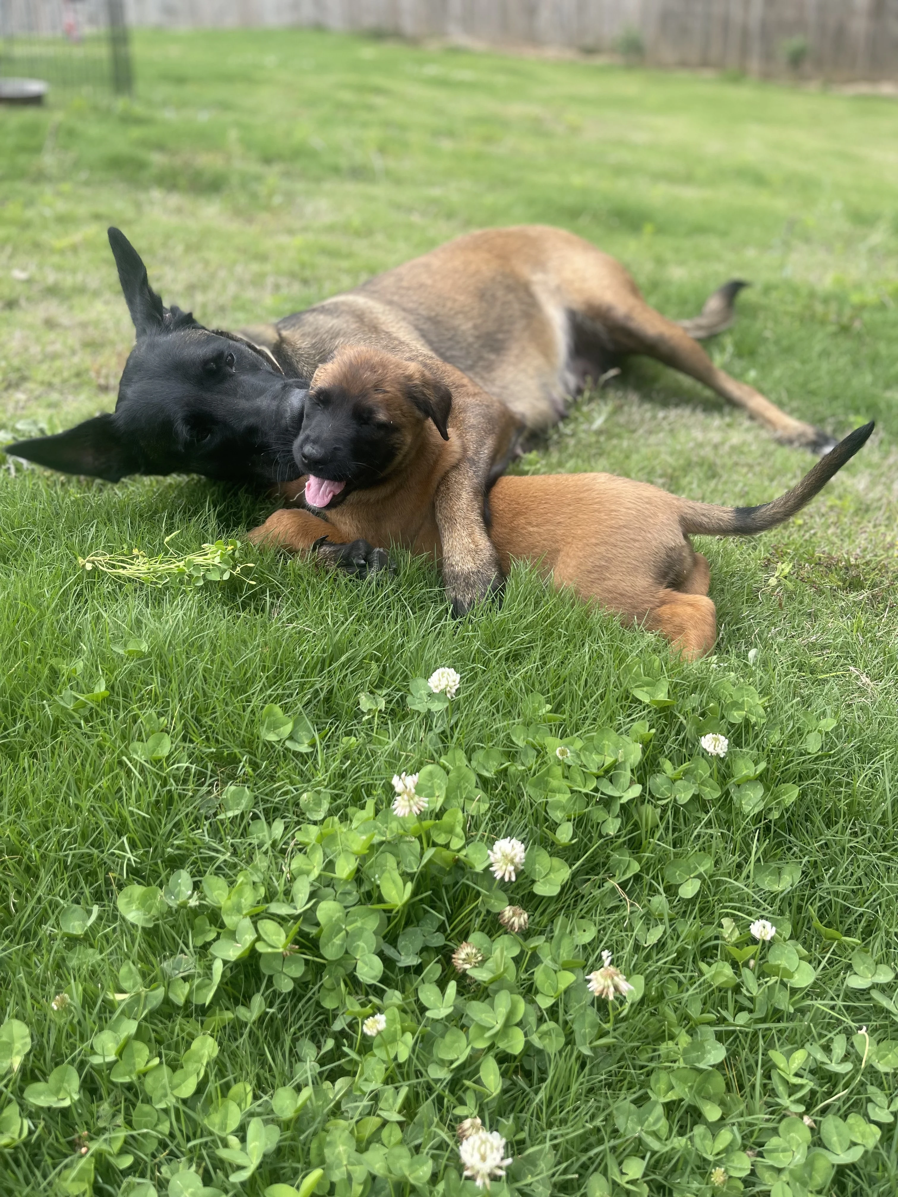 Mila with one of the Ranger x Mila puppies.