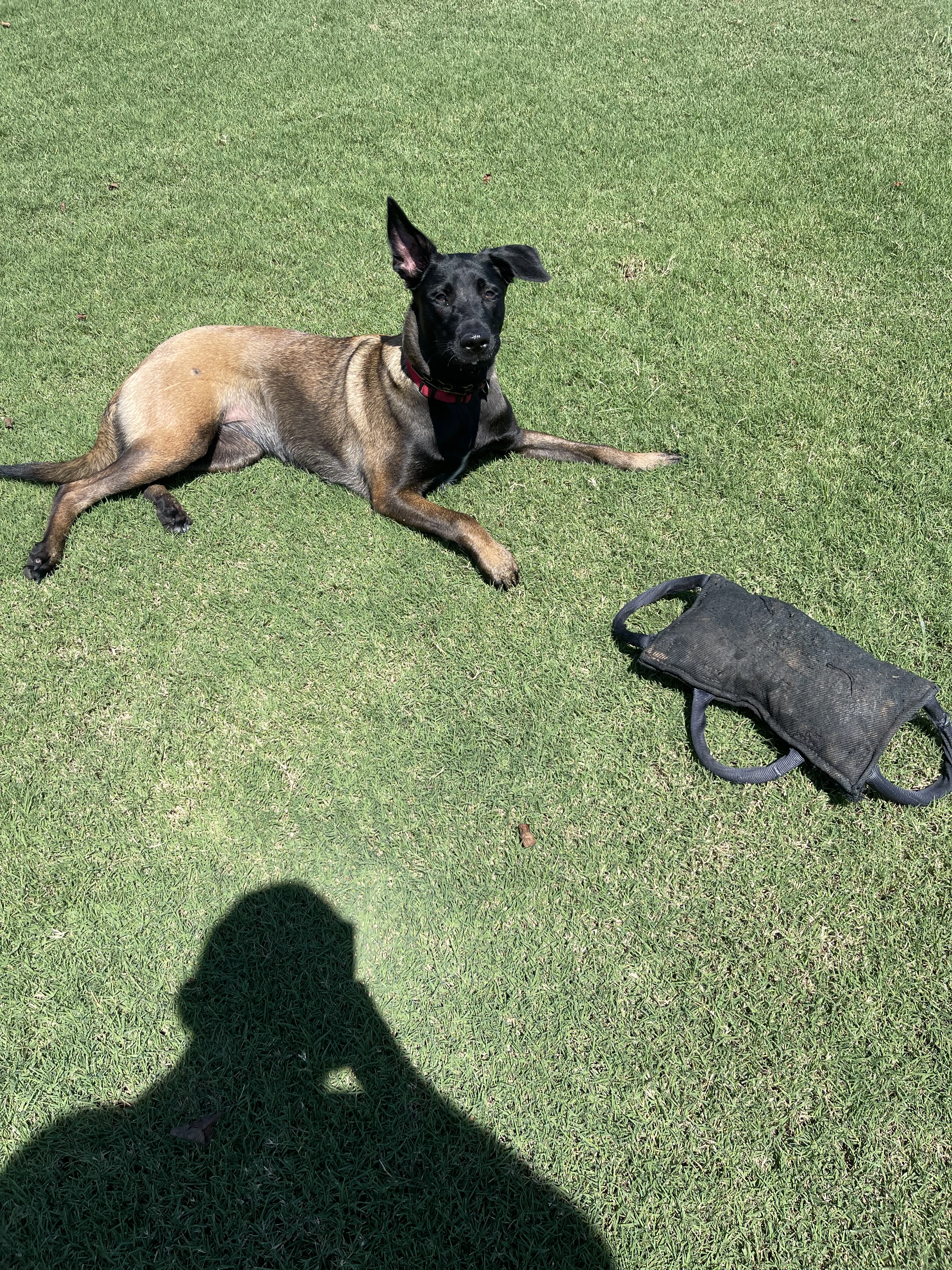 Ranger and Mila parent imagery from Alliance K9.