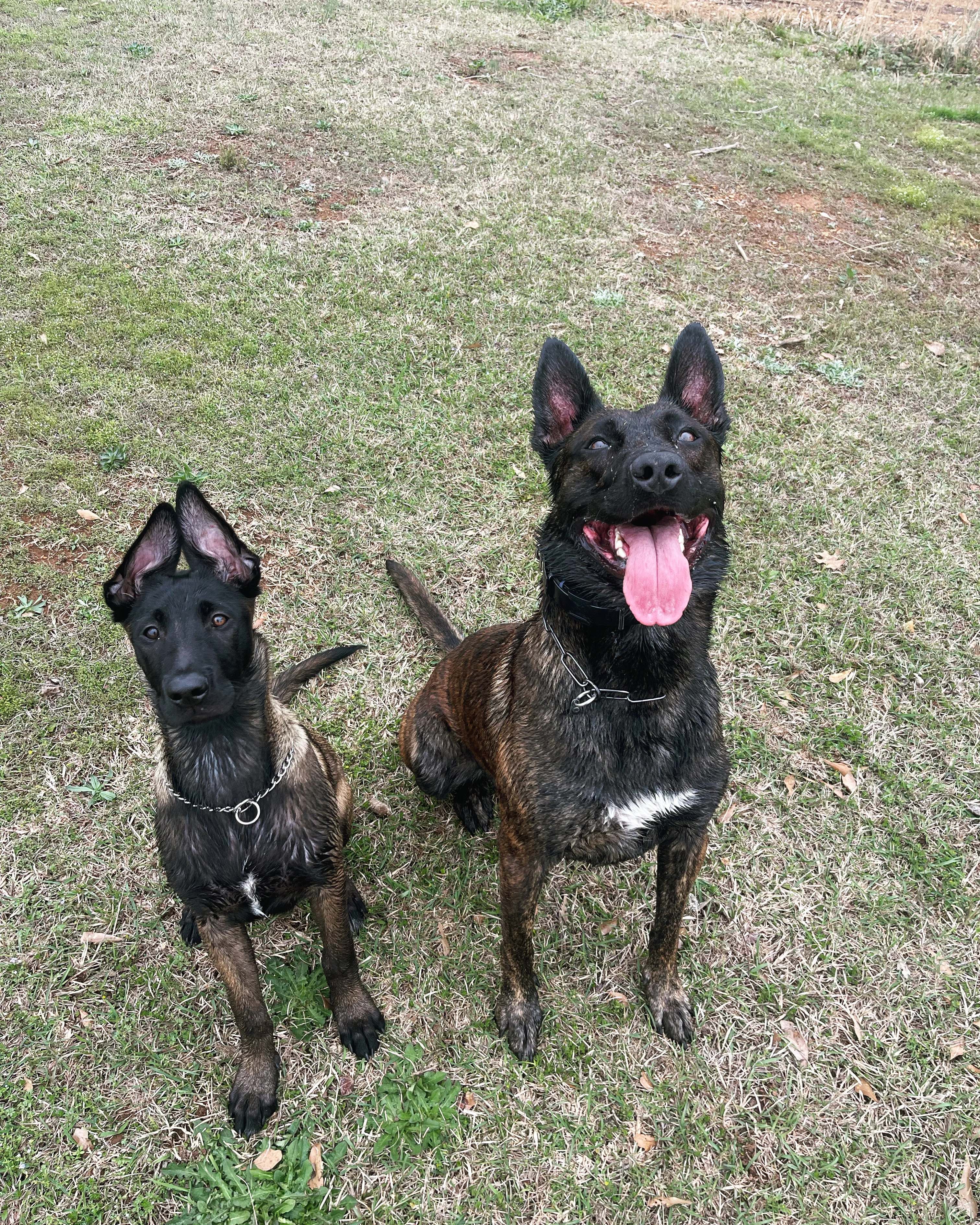 Ranger and Mila parent imagery from Alliance K9.