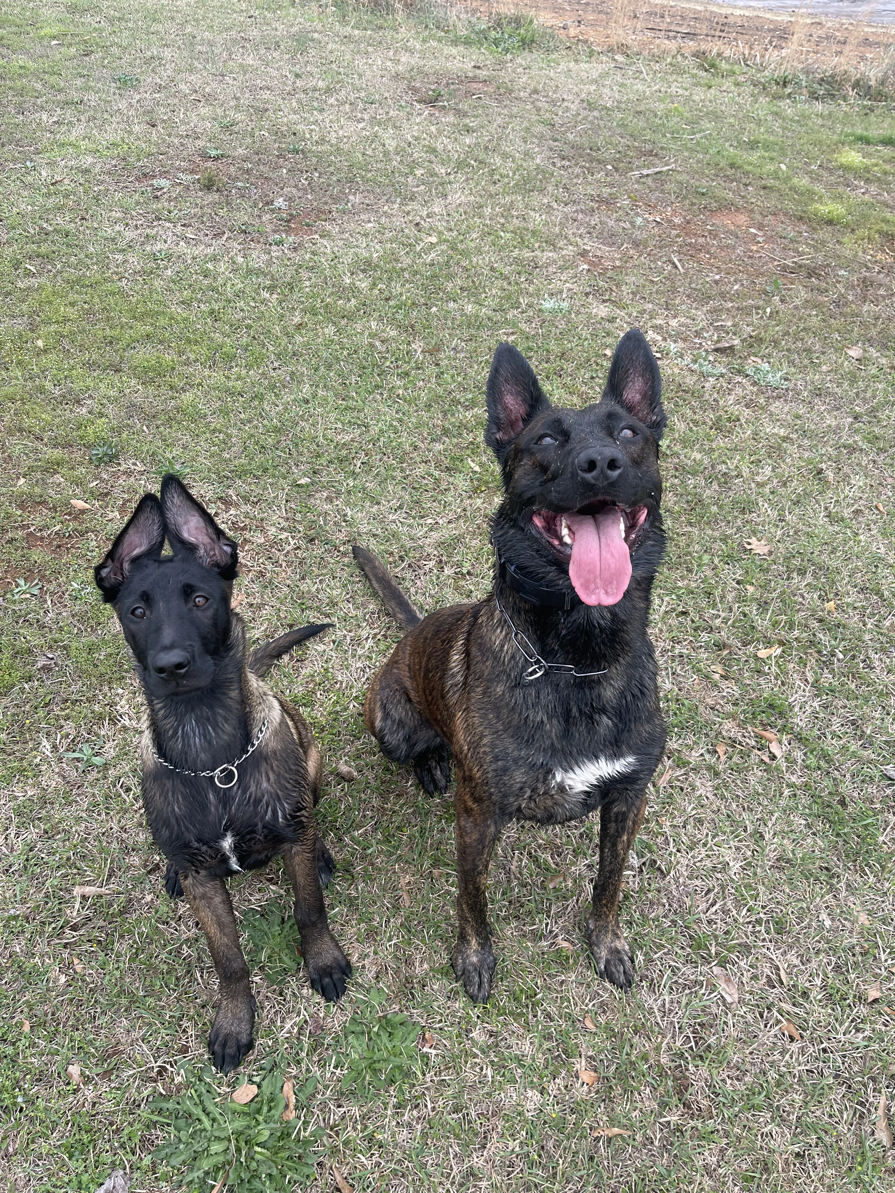 Ranger and Mila parent imagery from Alliance K9.