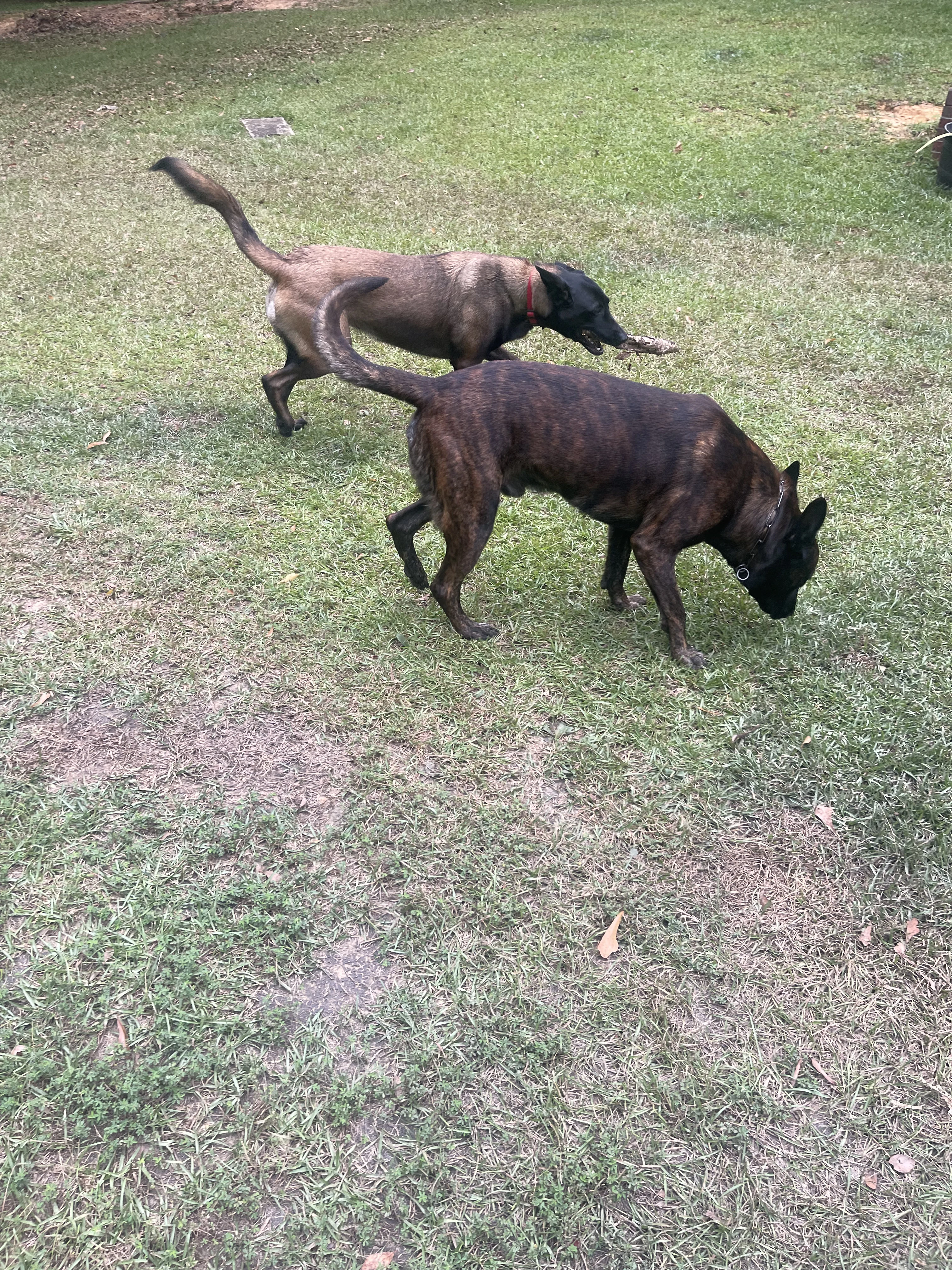 Ranger and Mila parent imagery from Alliance K9.