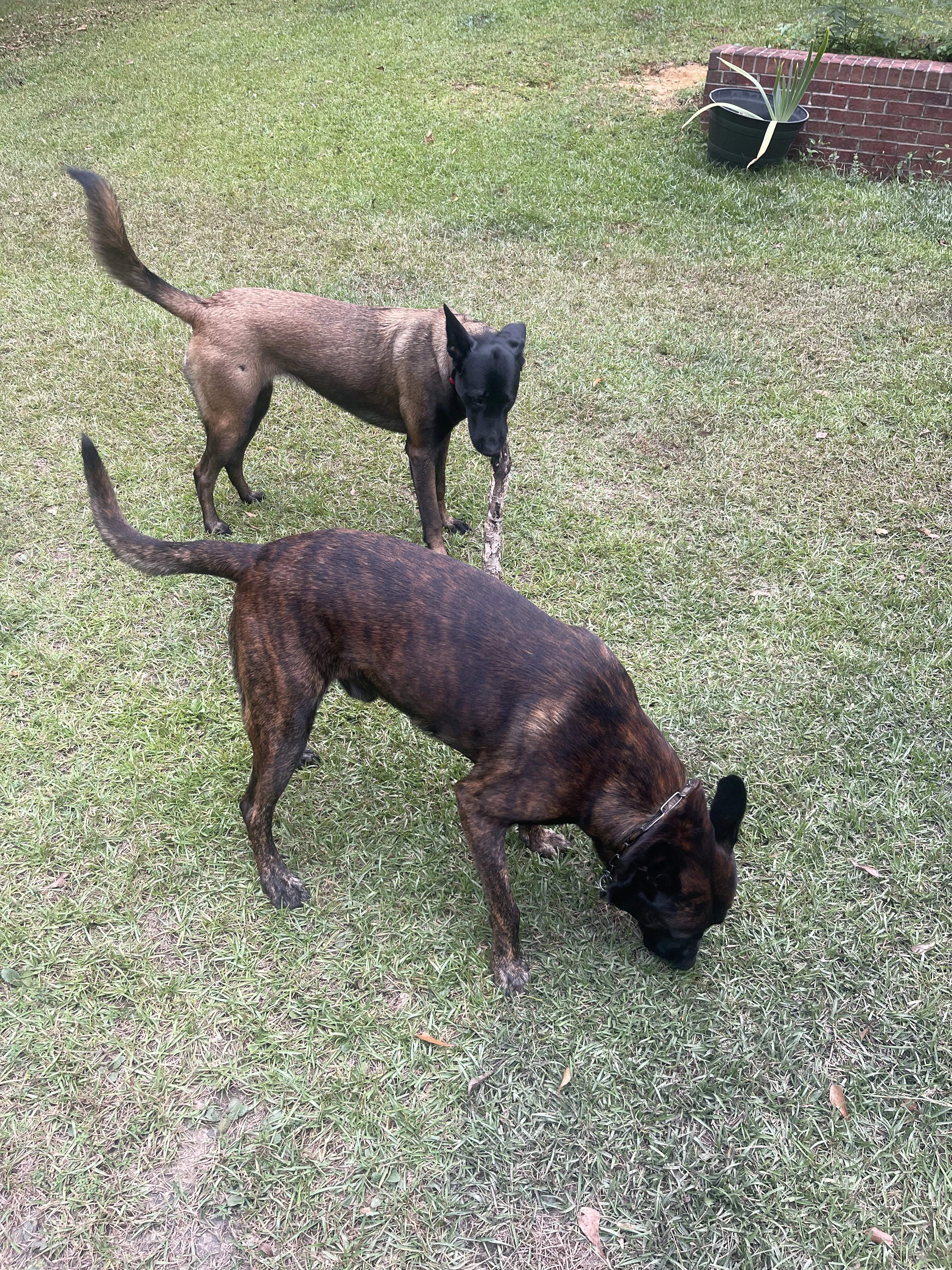 Ranger and Mila parent imagery from Alliance K9.