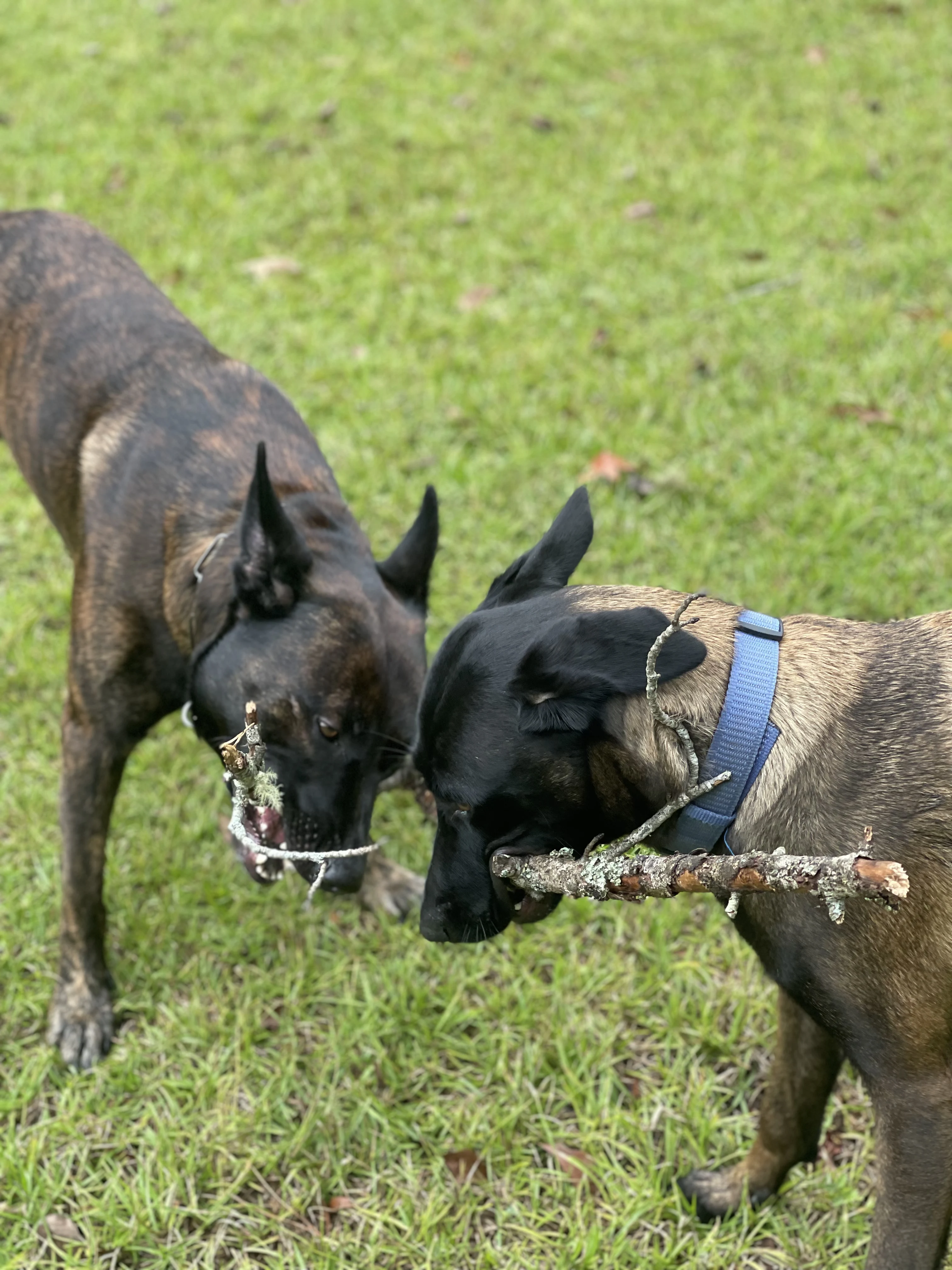 Ranger and Mila parent imagery from Alliance K9.