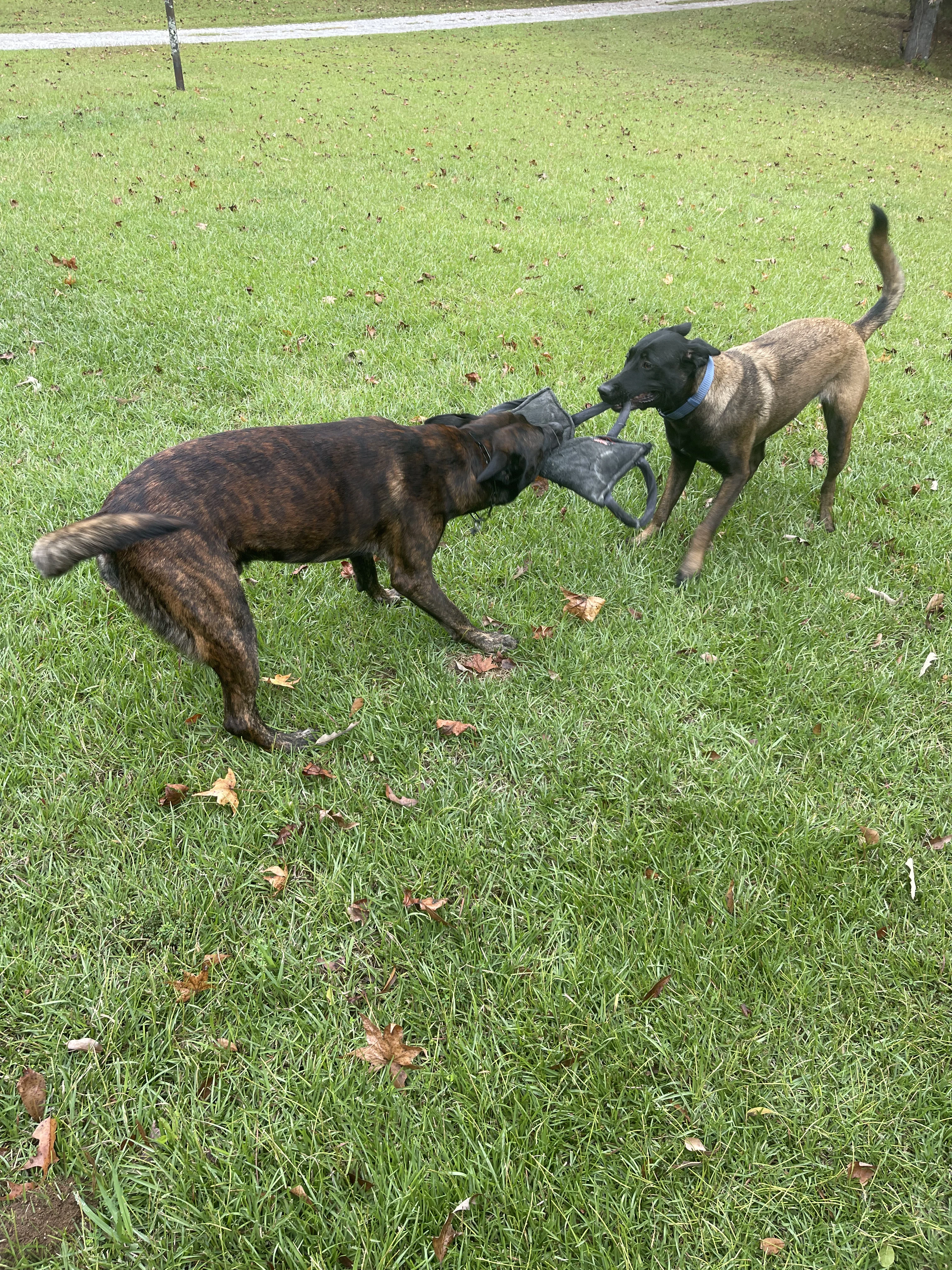 Ranger and Mila parent imagery from Alliance K9.