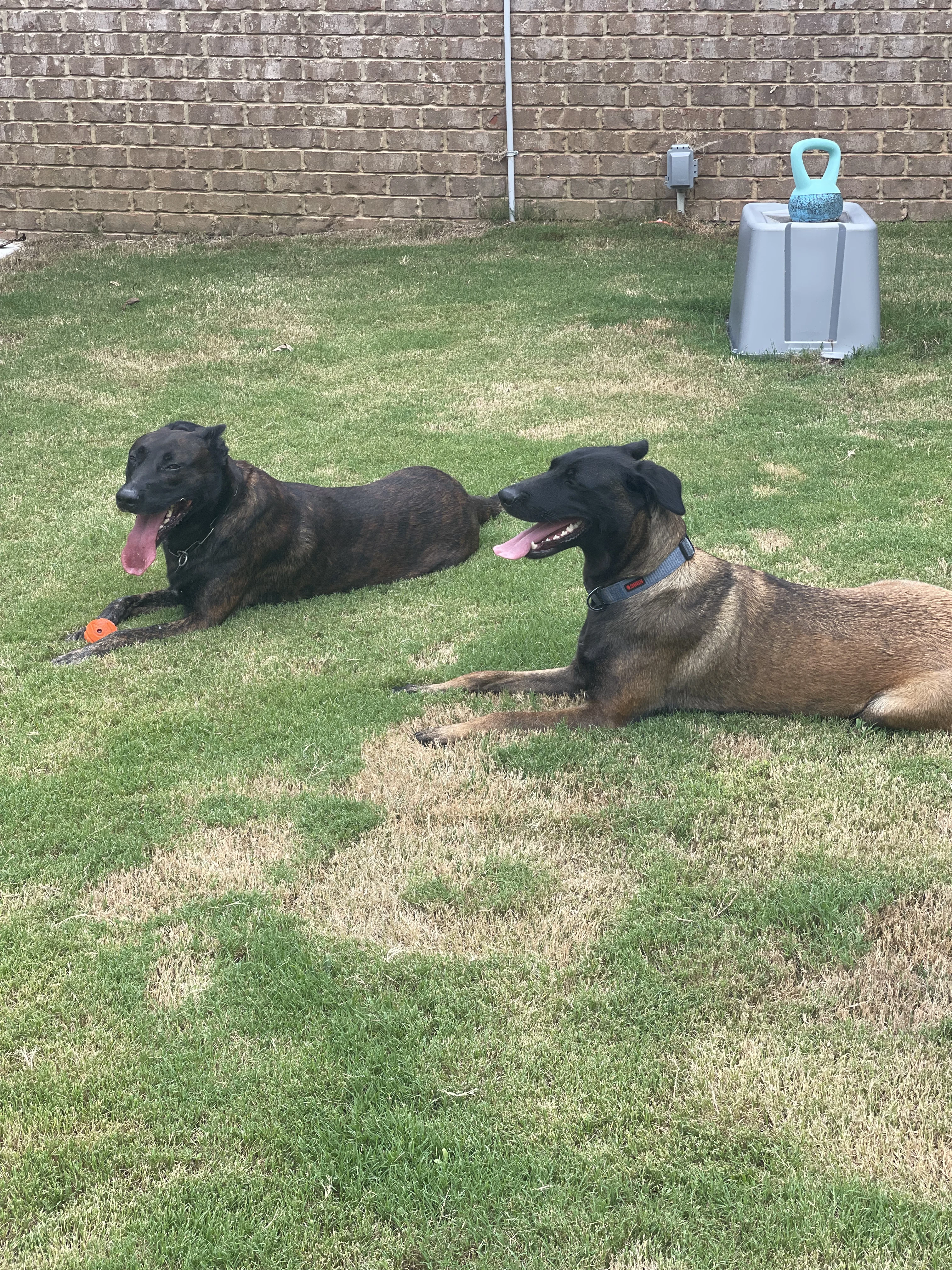 Ranger and Mila parent imagery from Alliance K9.
