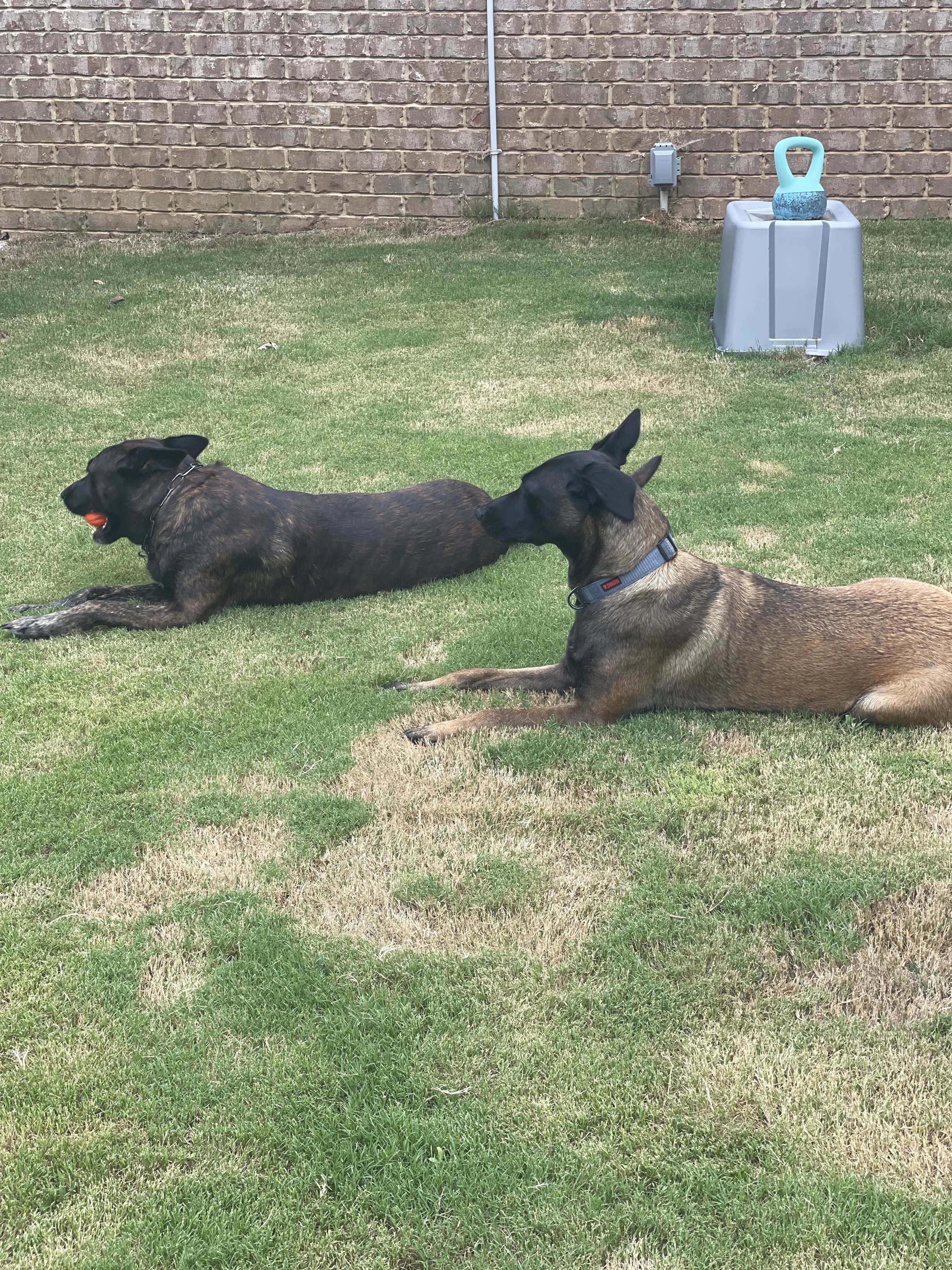 Ranger and Mila parent imagery from Alliance K9.