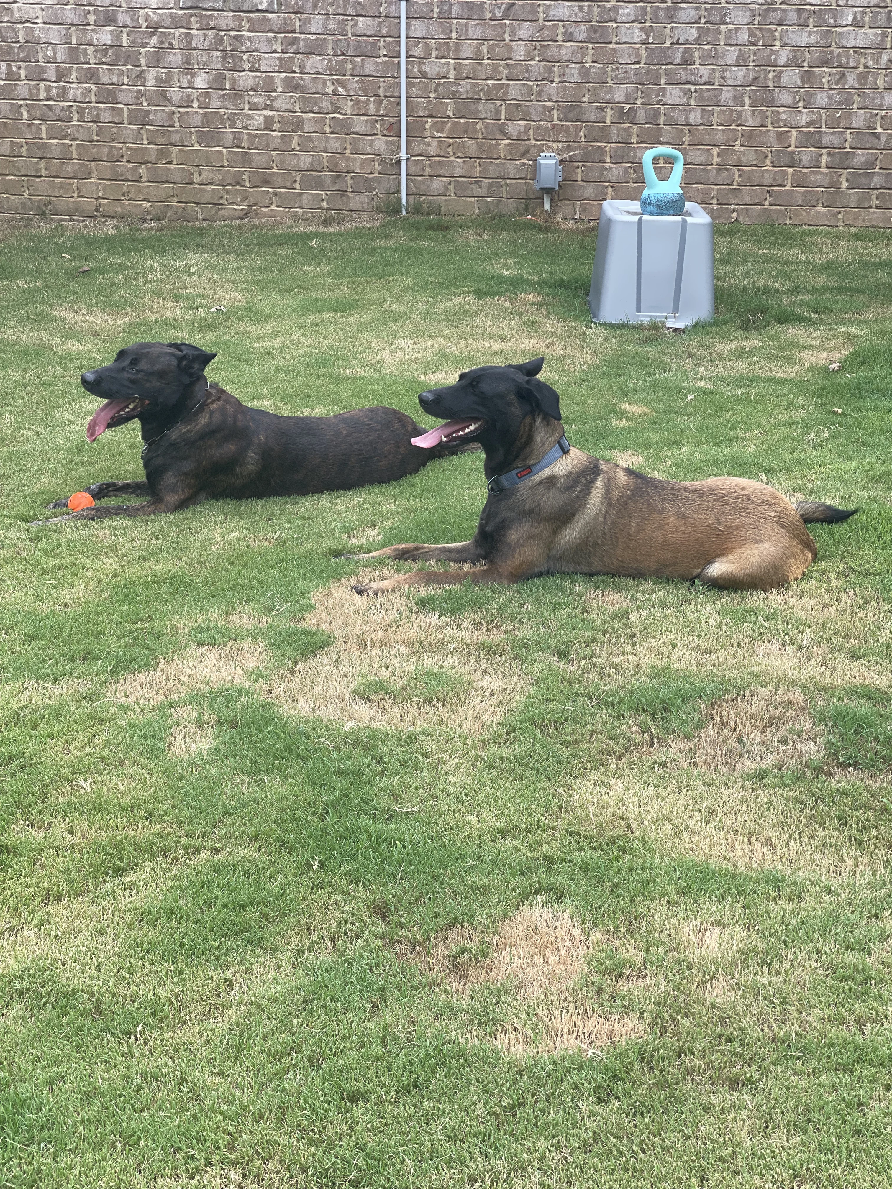 Ranger and Mila parent imagery from Alliance K9.