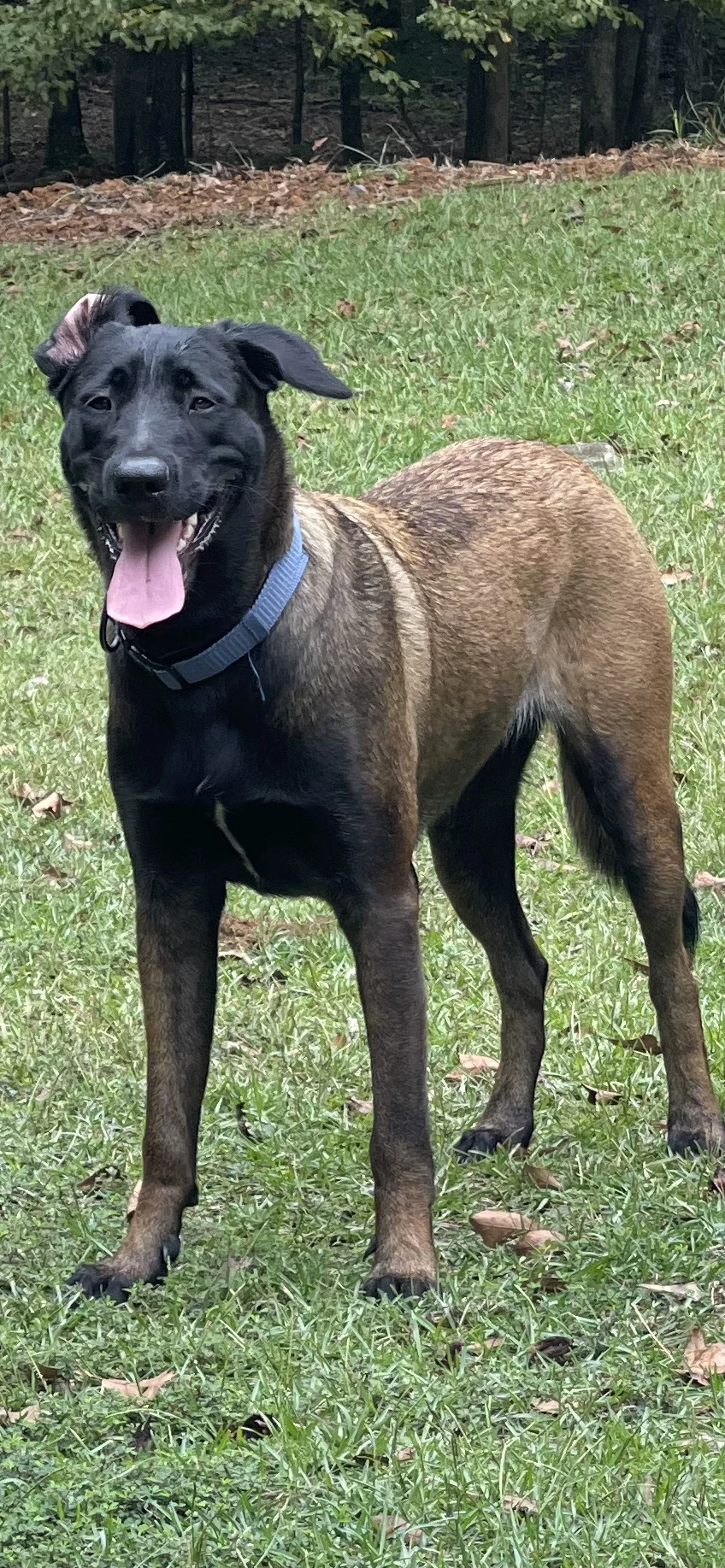 Mila, Dam for Alliance K9