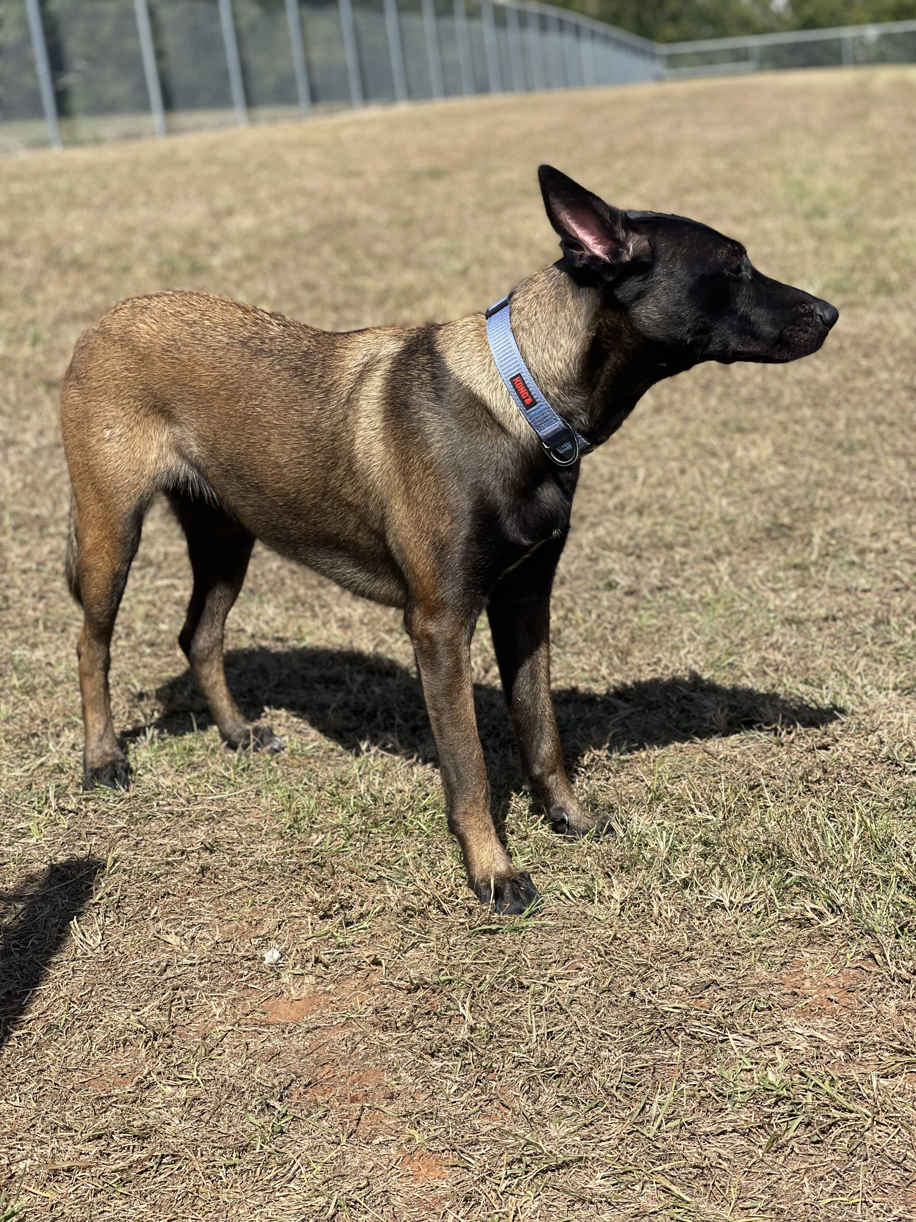 Mila, Belgian Malinois dam for the Ranger x Mila litter.