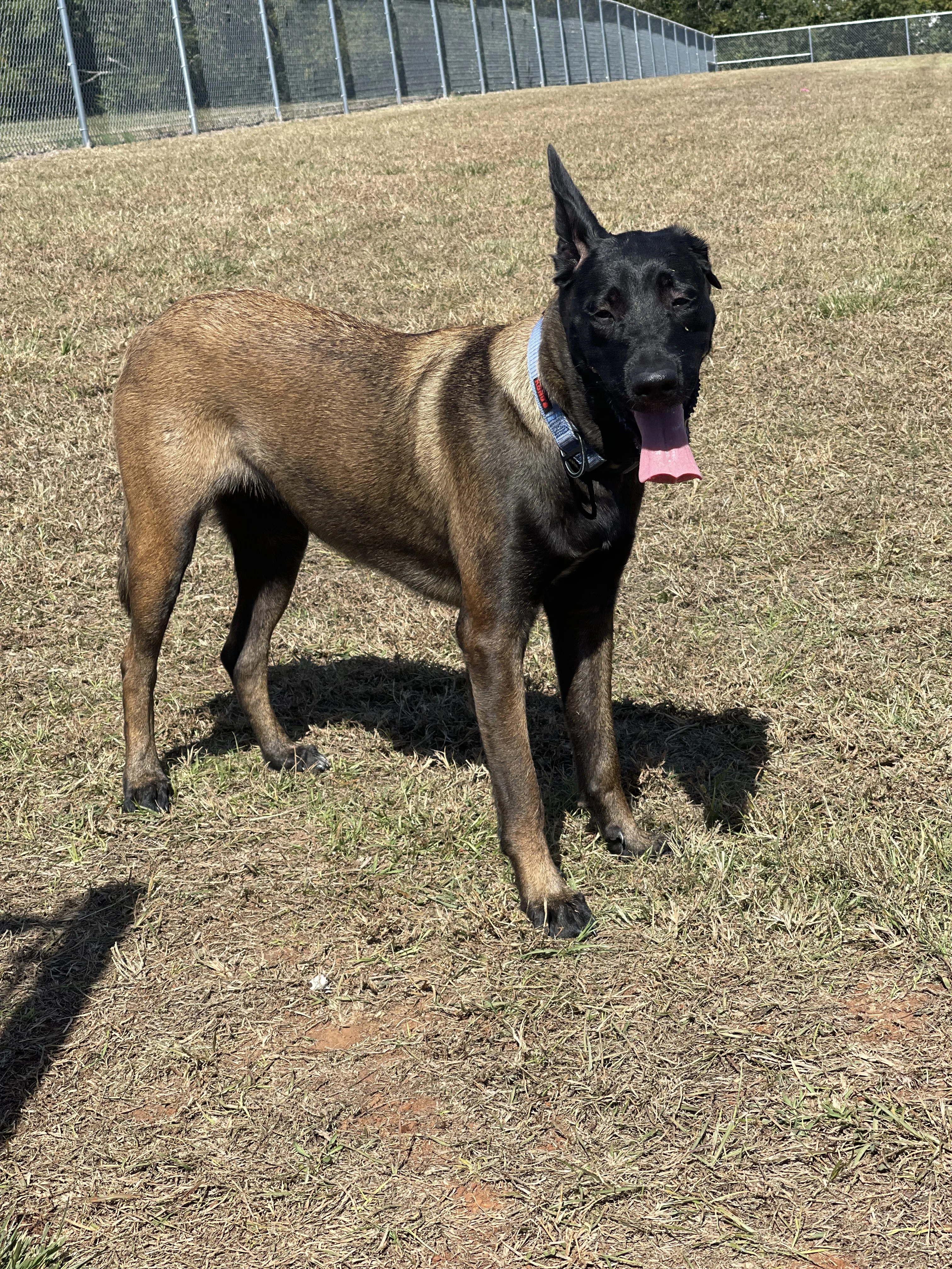 Mila, Belgian Malinois dam for the Ranger x Mila litter.