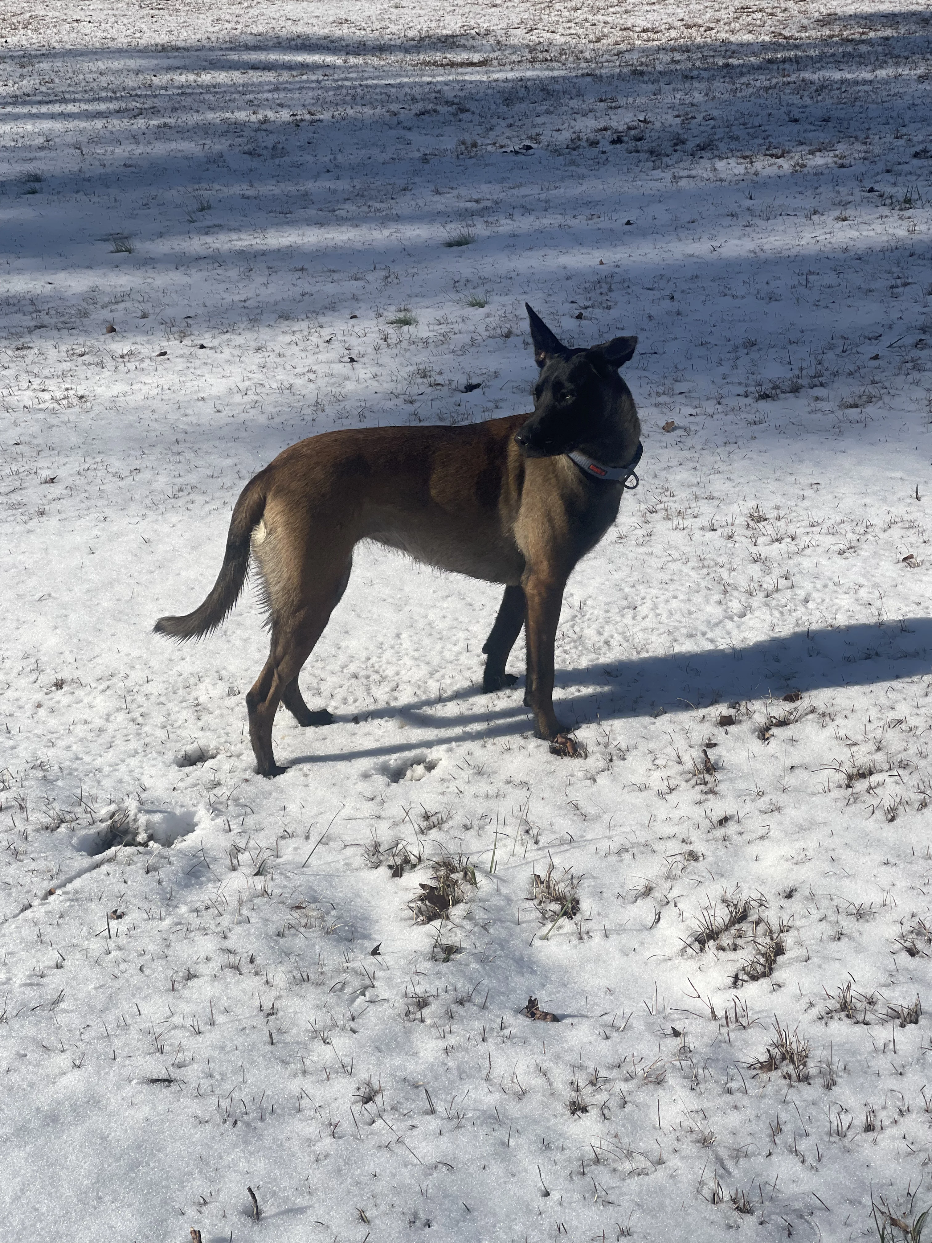 Mila, Belgian Malinois dam for the Ranger x Mila litter.