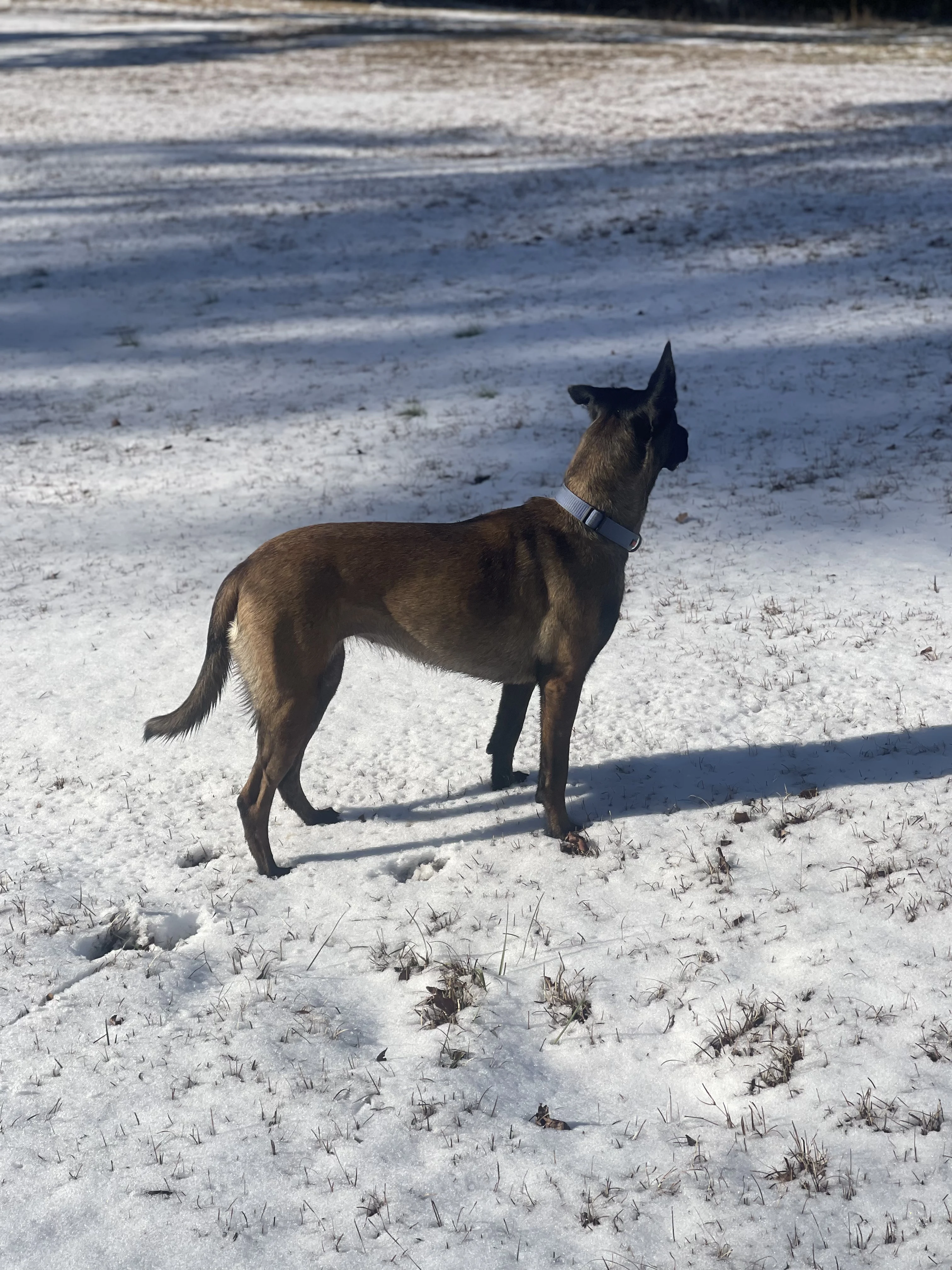 Mila, Belgian Malinois dam for the Ranger x Mila litter.