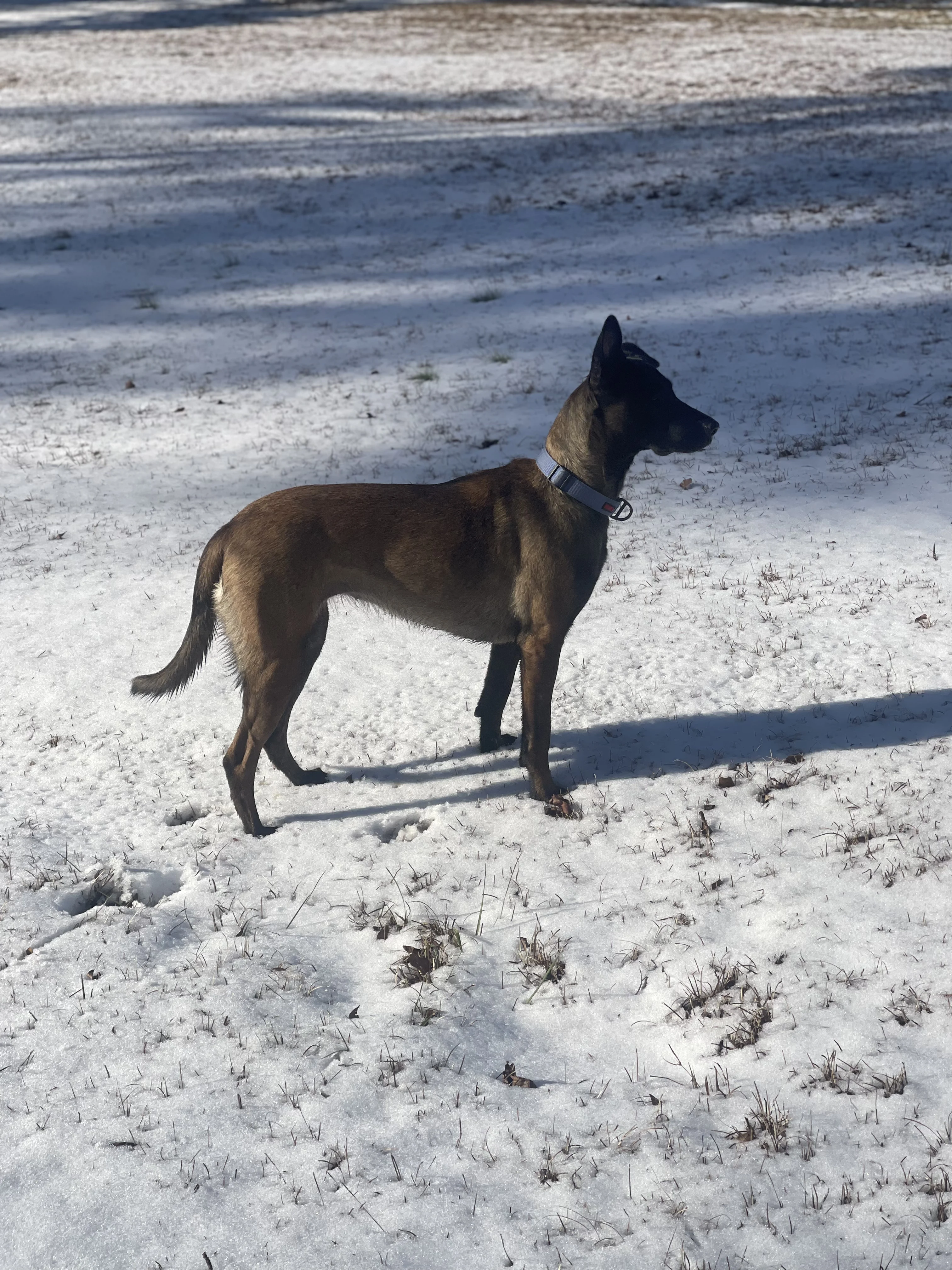 Mila, Dam for Alliance K9