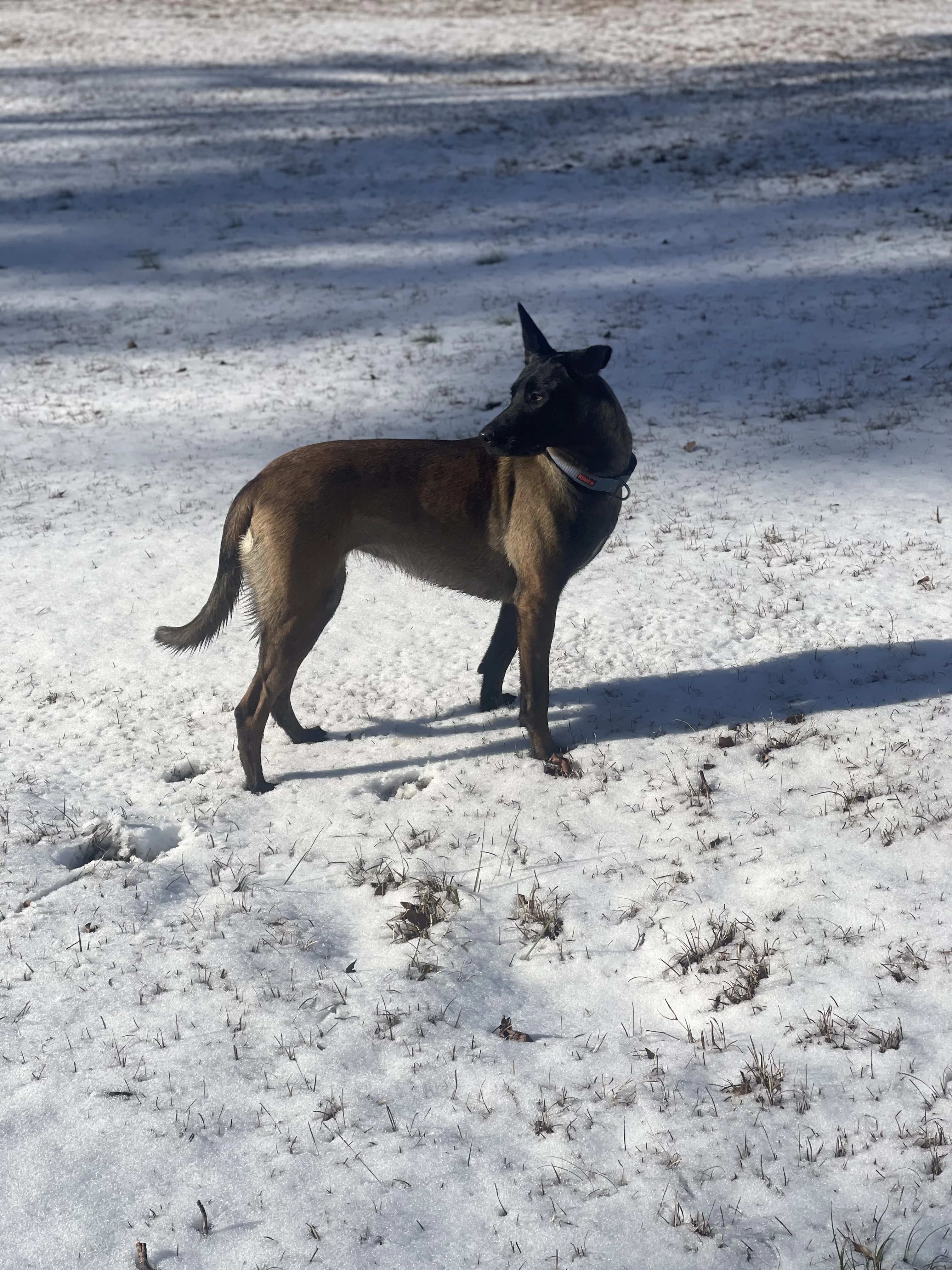 Mila, Belgian Malinois dam for the Ranger x Mila litter.