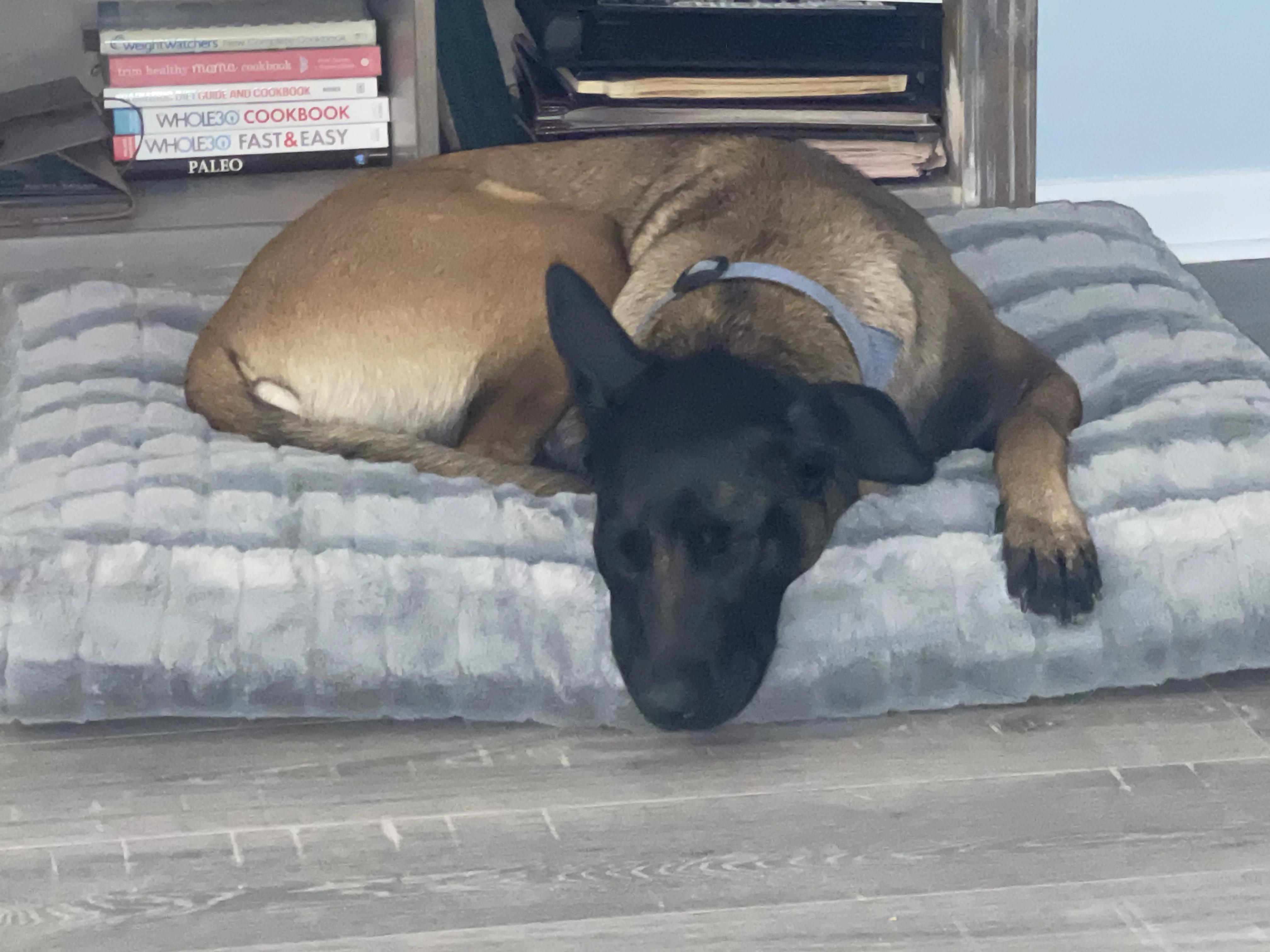 Mila, Belgian Malinois dam for the Ranger x Mila litter.