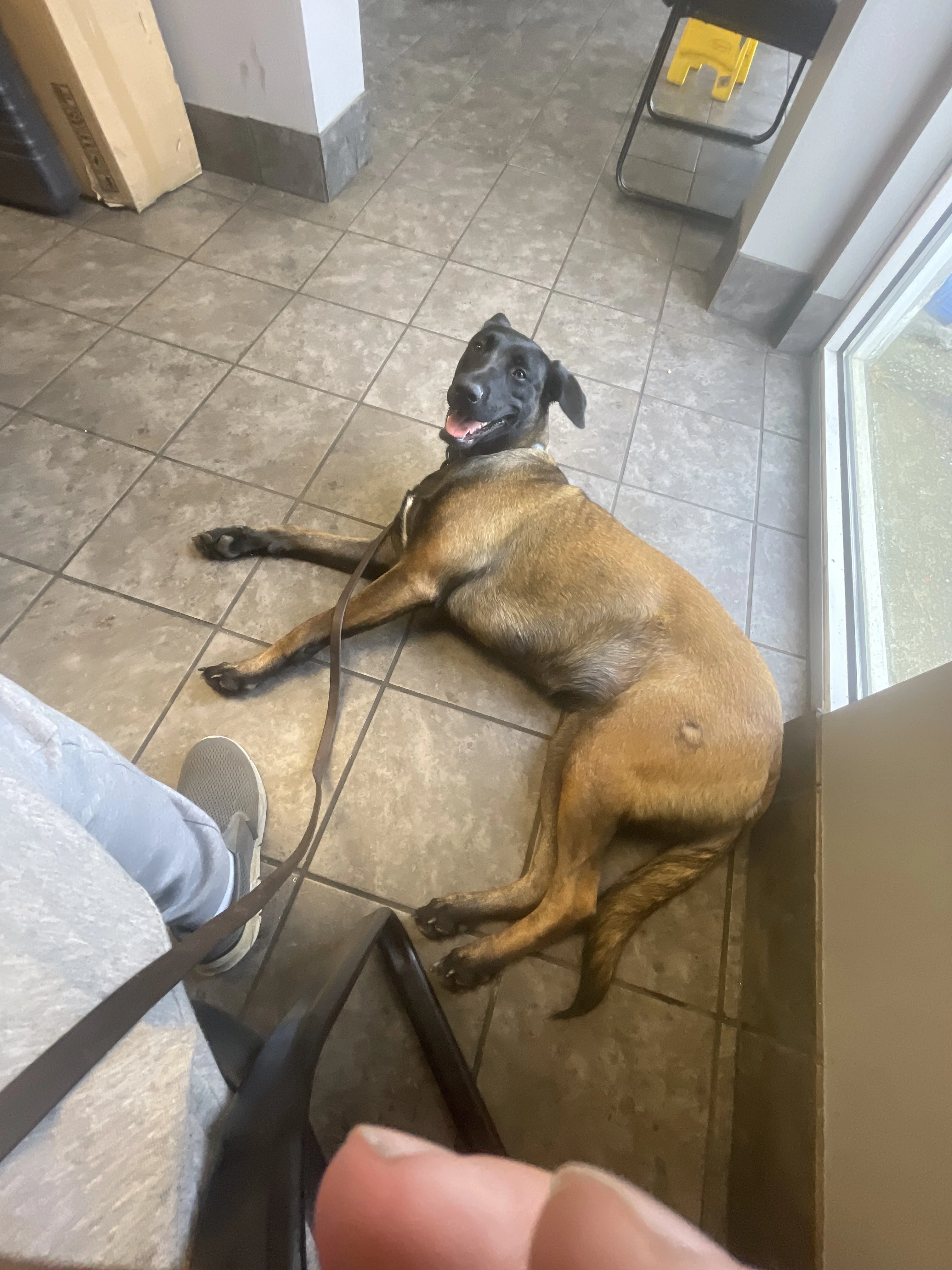Mila, Belgian Malinois dam for the Ranger x Mila litter.