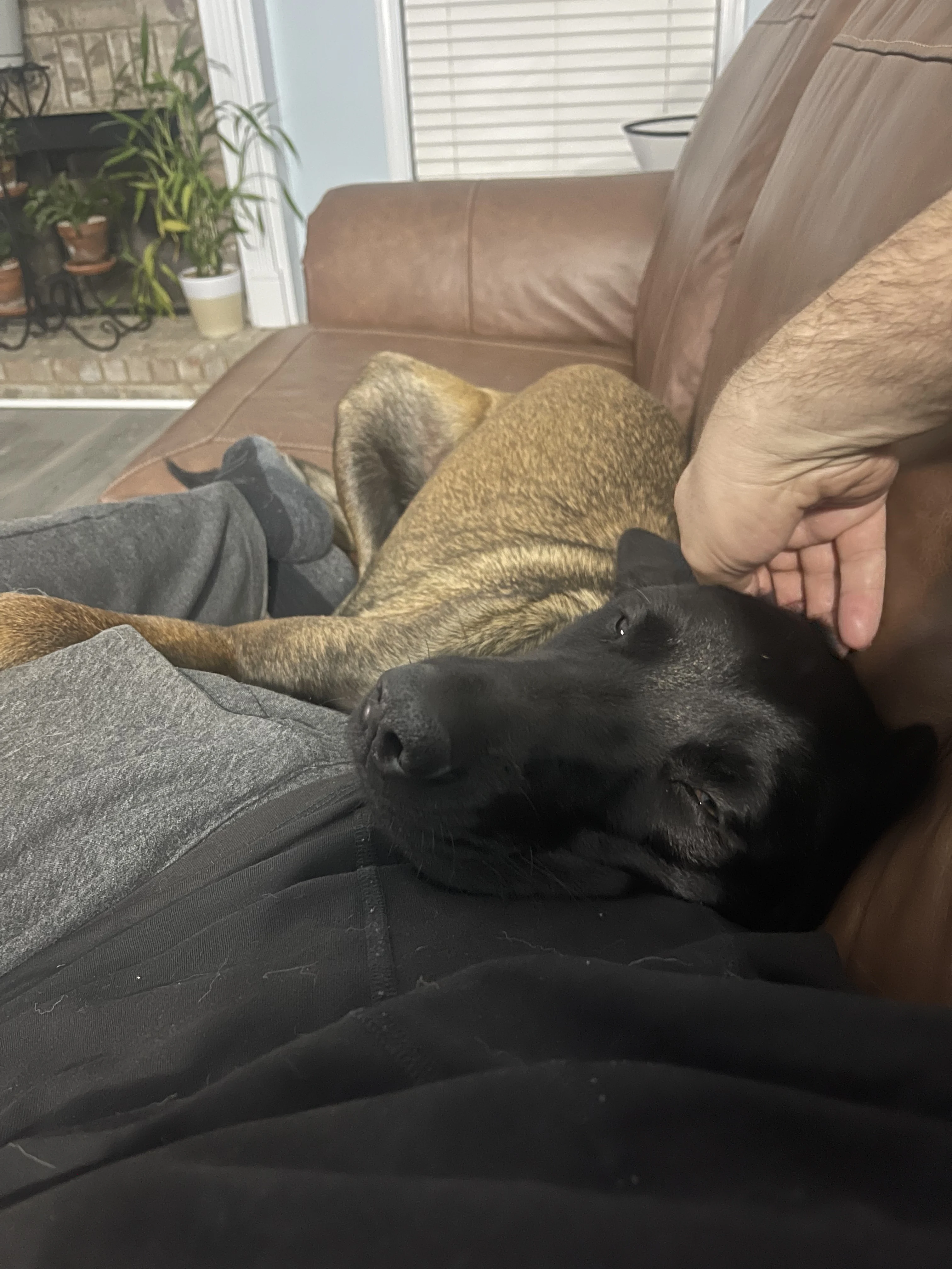 Mila, Belgian Malinois dam for the Ranger x Mila litter.