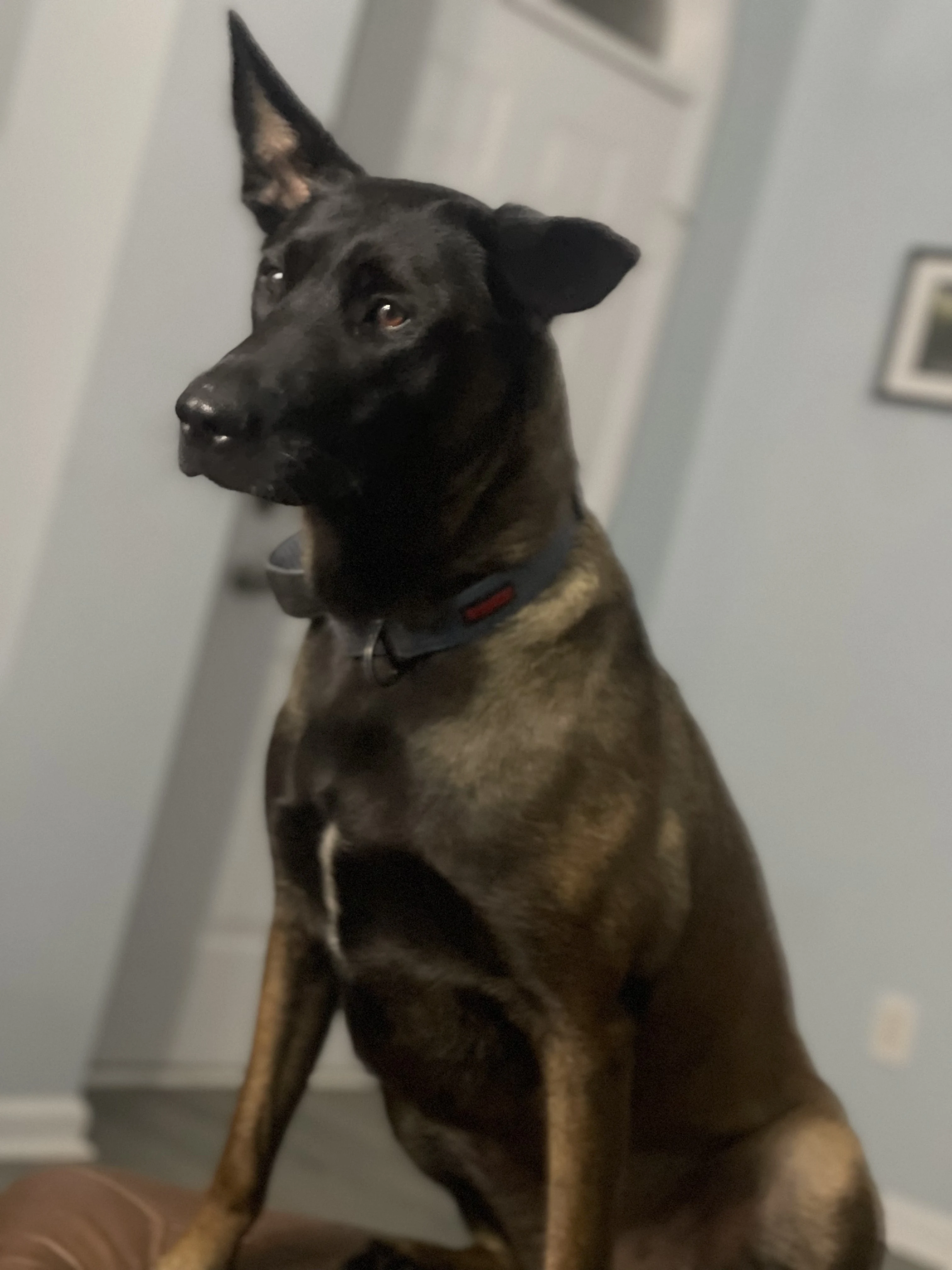Mila, Belgian Malinois dam for the Ranger x Mila litter.