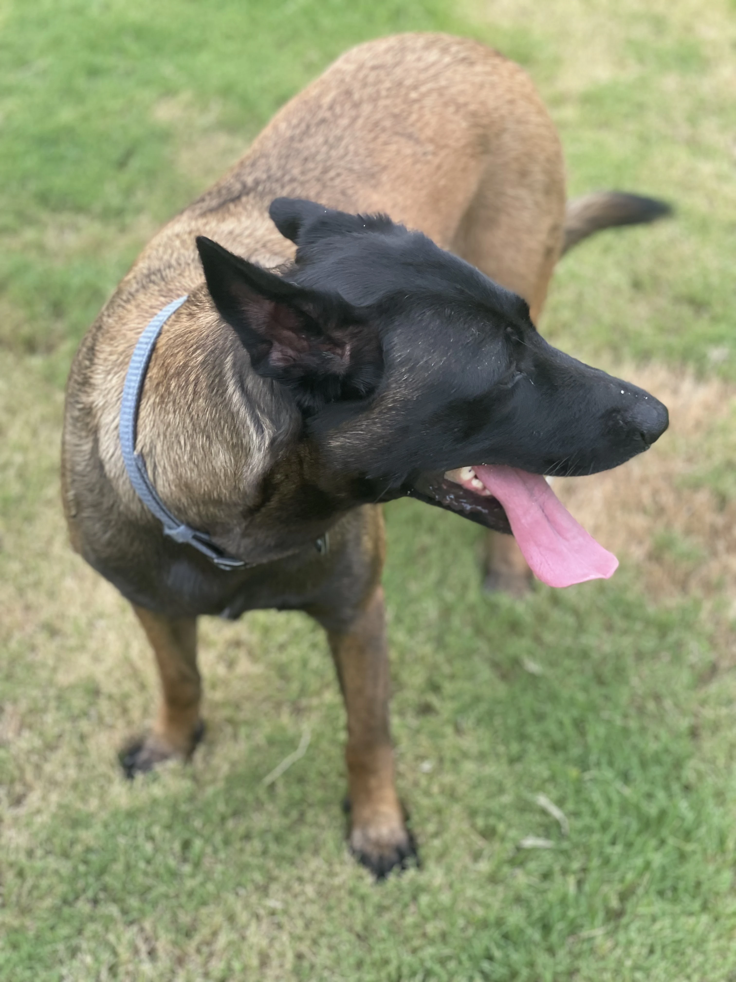 Mila, Belgian Malinois dam for the Ranger x Mila litter.