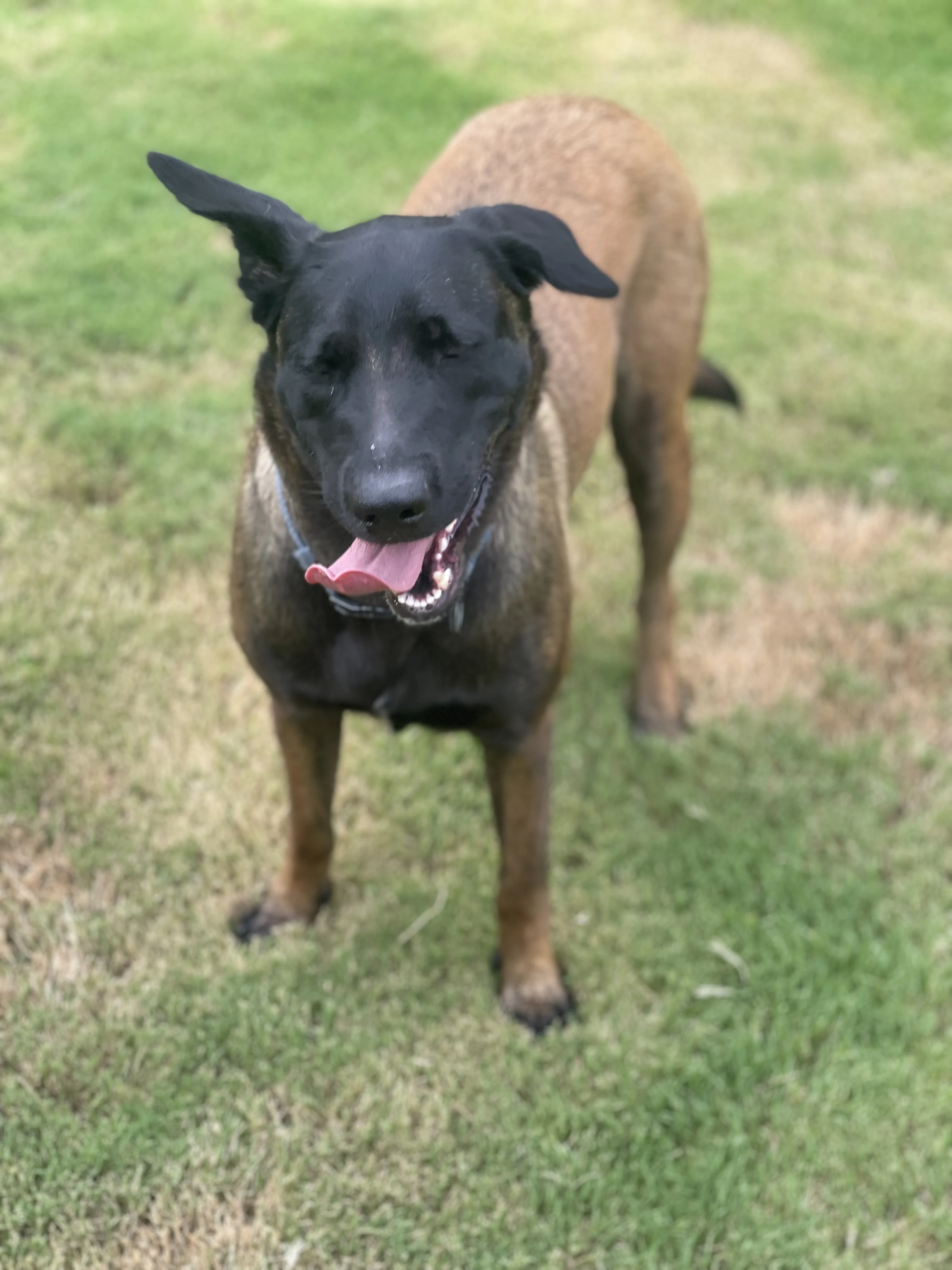 Mila, Belgian Malinois dam for the Ranger x Mila litter.