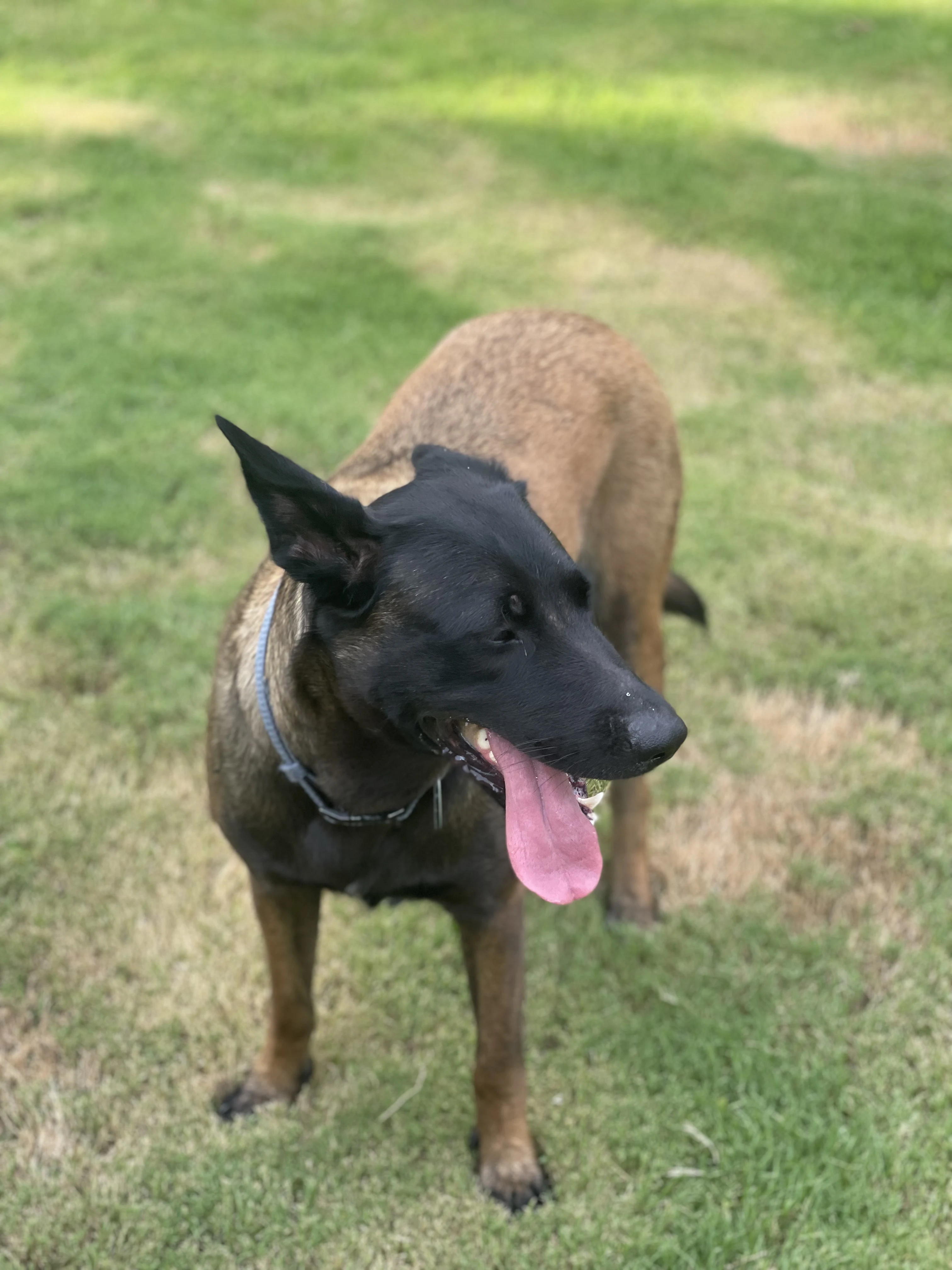 Mila, Belgian Malinois dam for the Ranger x Mila litter.