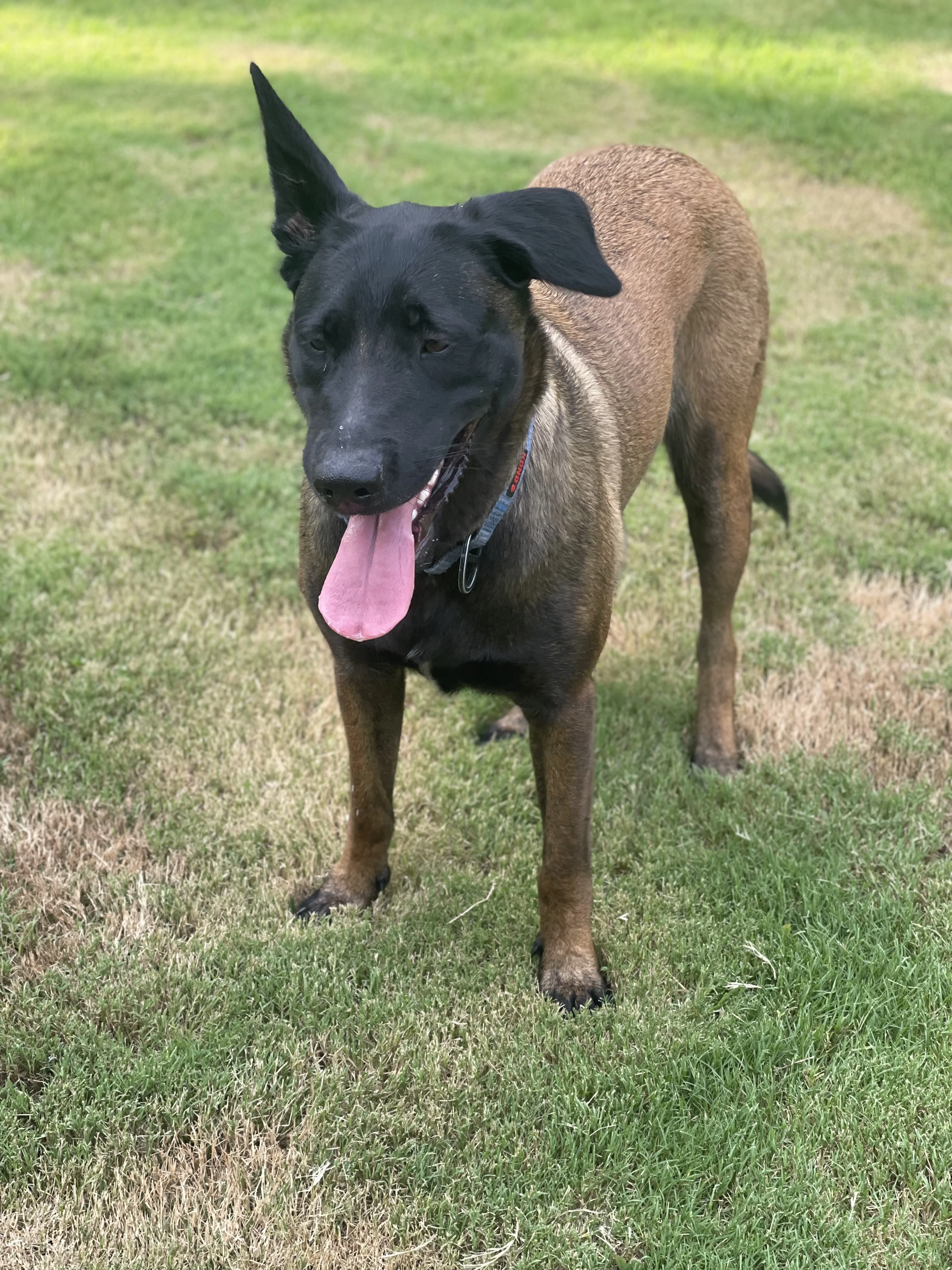 Mila, Belgian Malinois dam for the Ranger x Mila litter.
