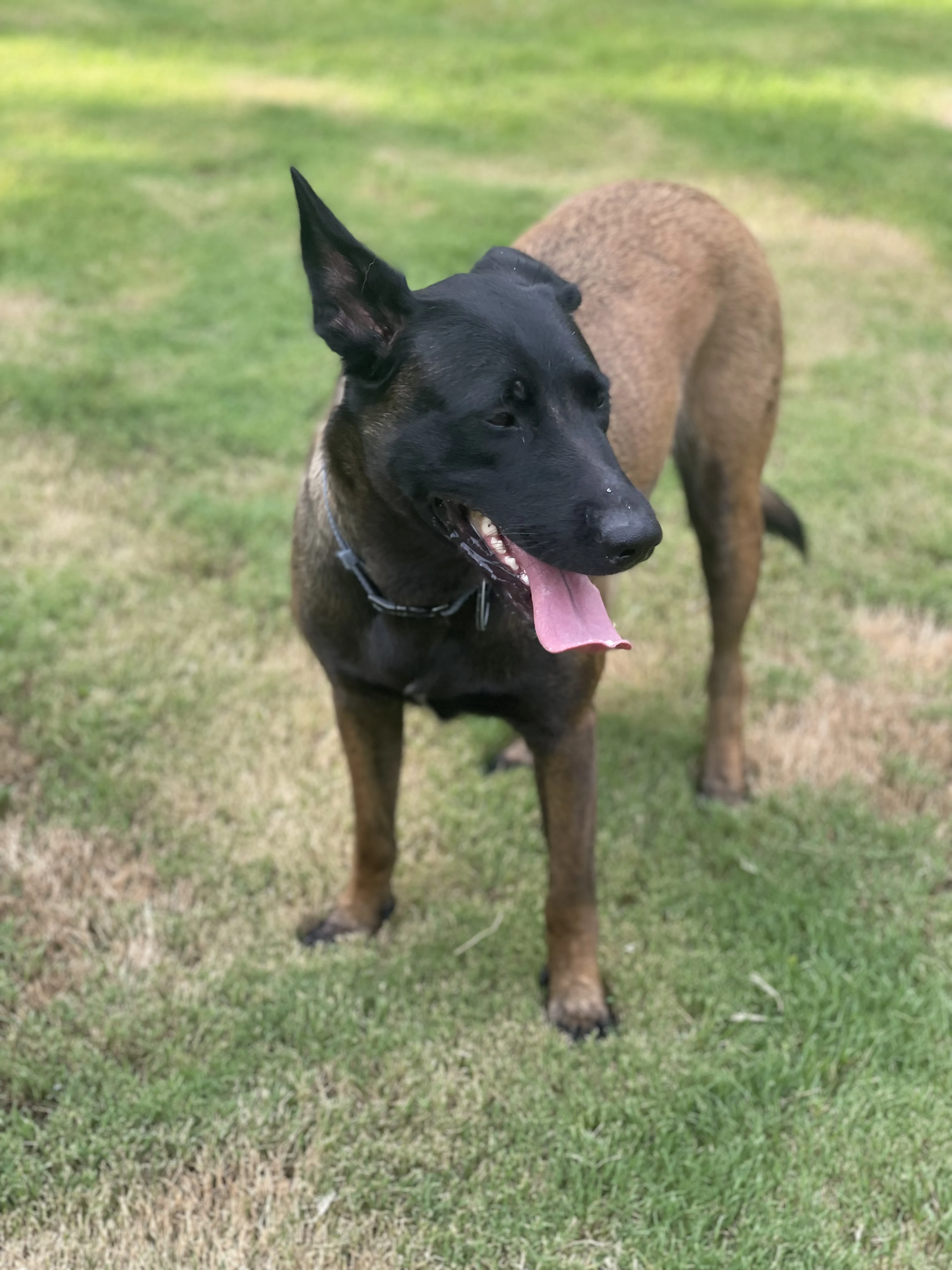 Mila, Belgian Malinois dam for the Ranger x Mila litter.