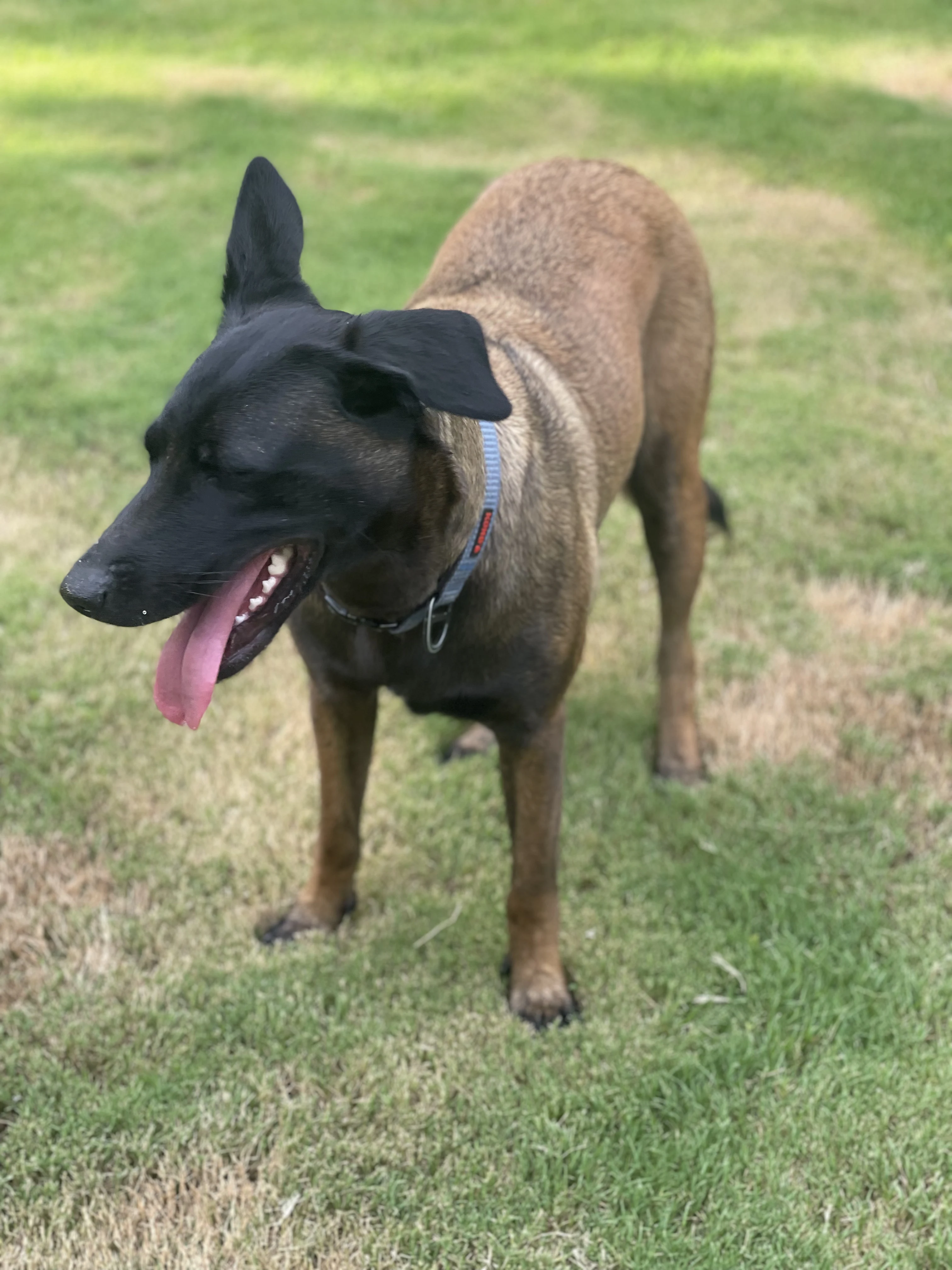 Mila, Belgian Malinois dam for the Ranger x Mila litter.