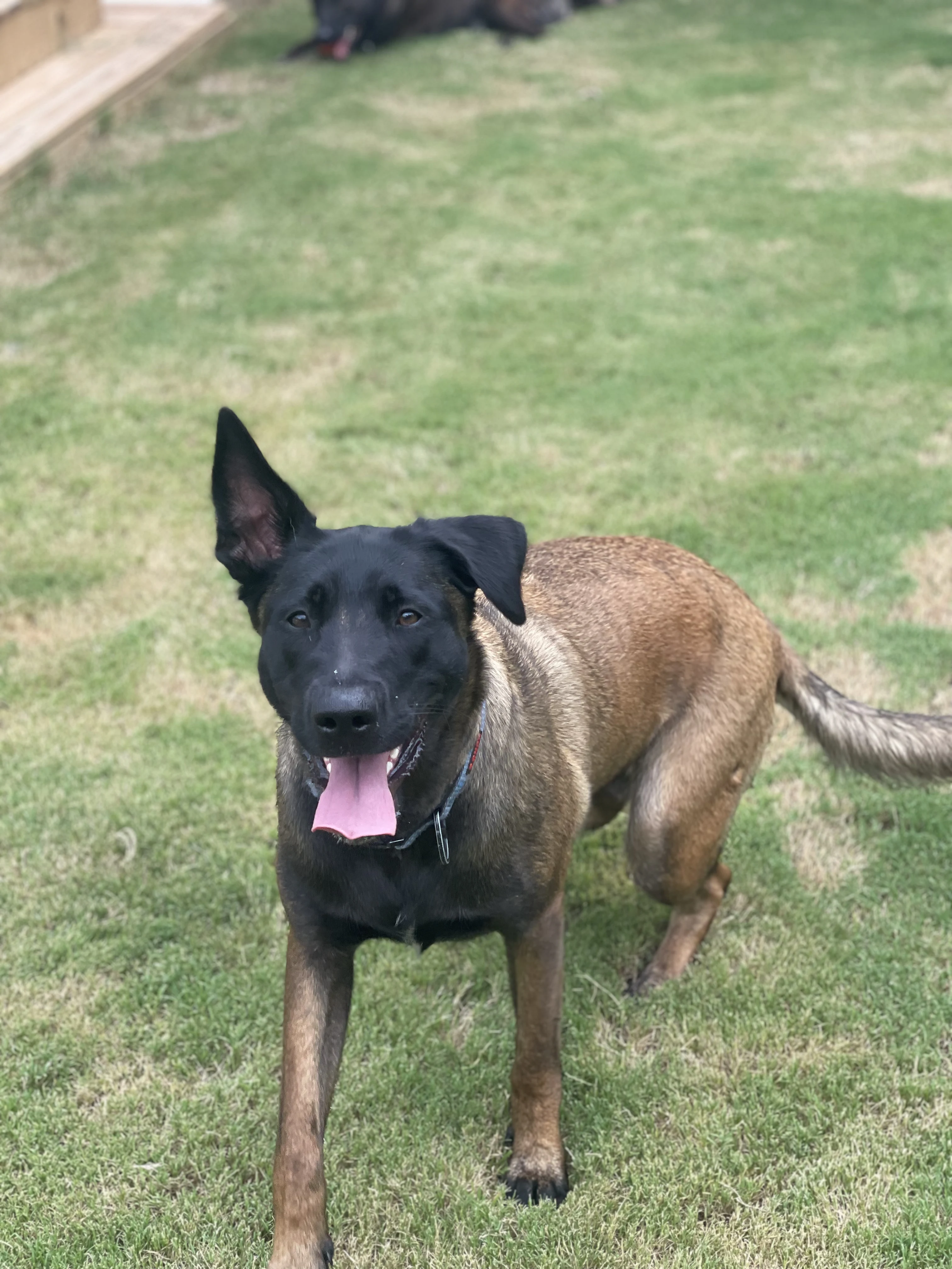 Mila, Belgian Malinois dam for the Ranger x Mila litter.