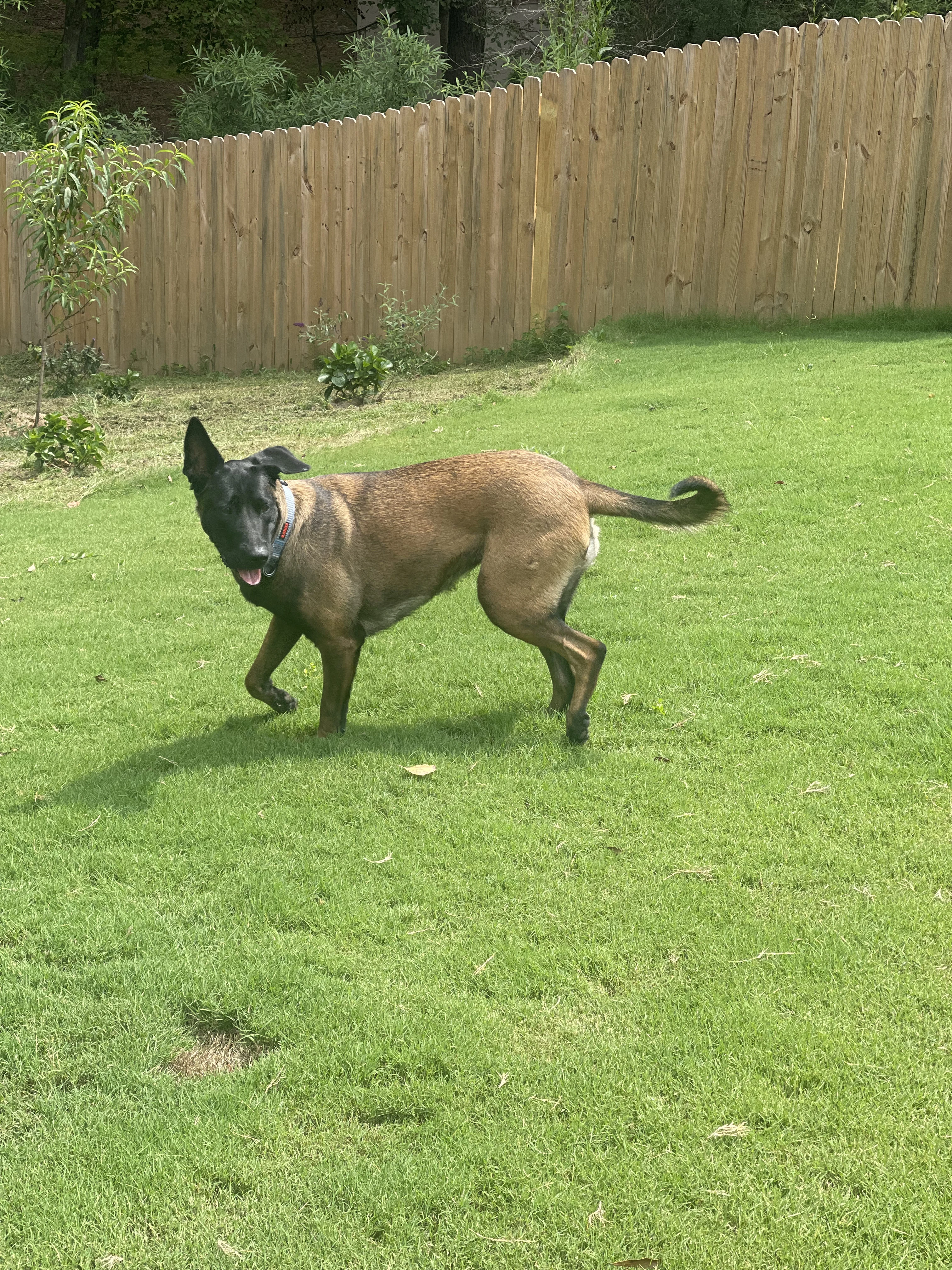 Mila, Belgian Malinois dam for the Ranger x Mila litter.