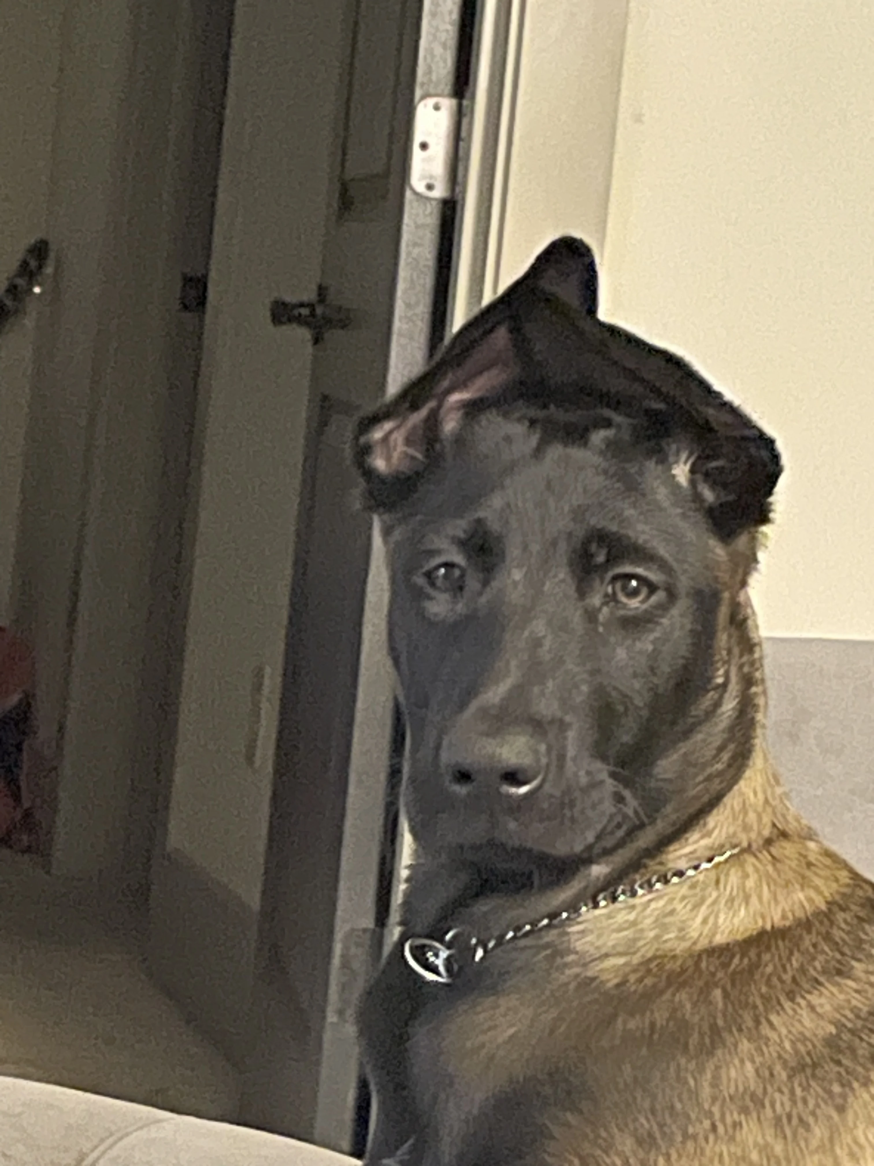 Mila, Belgian Malinois dam for the Ranger x Mila litter.