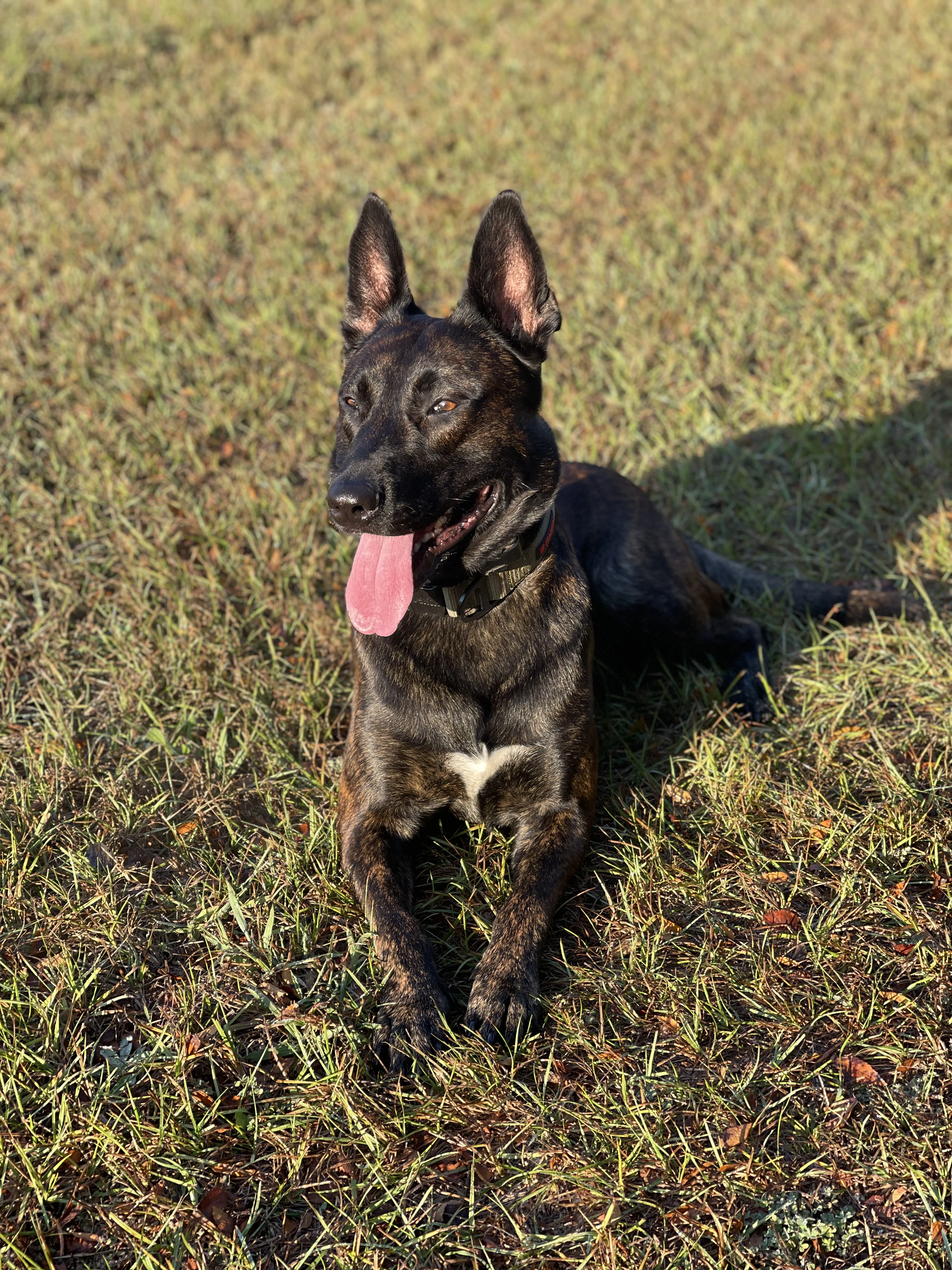 Ranger, Dutch Shepherd sire for the Ranger x Mila litter.