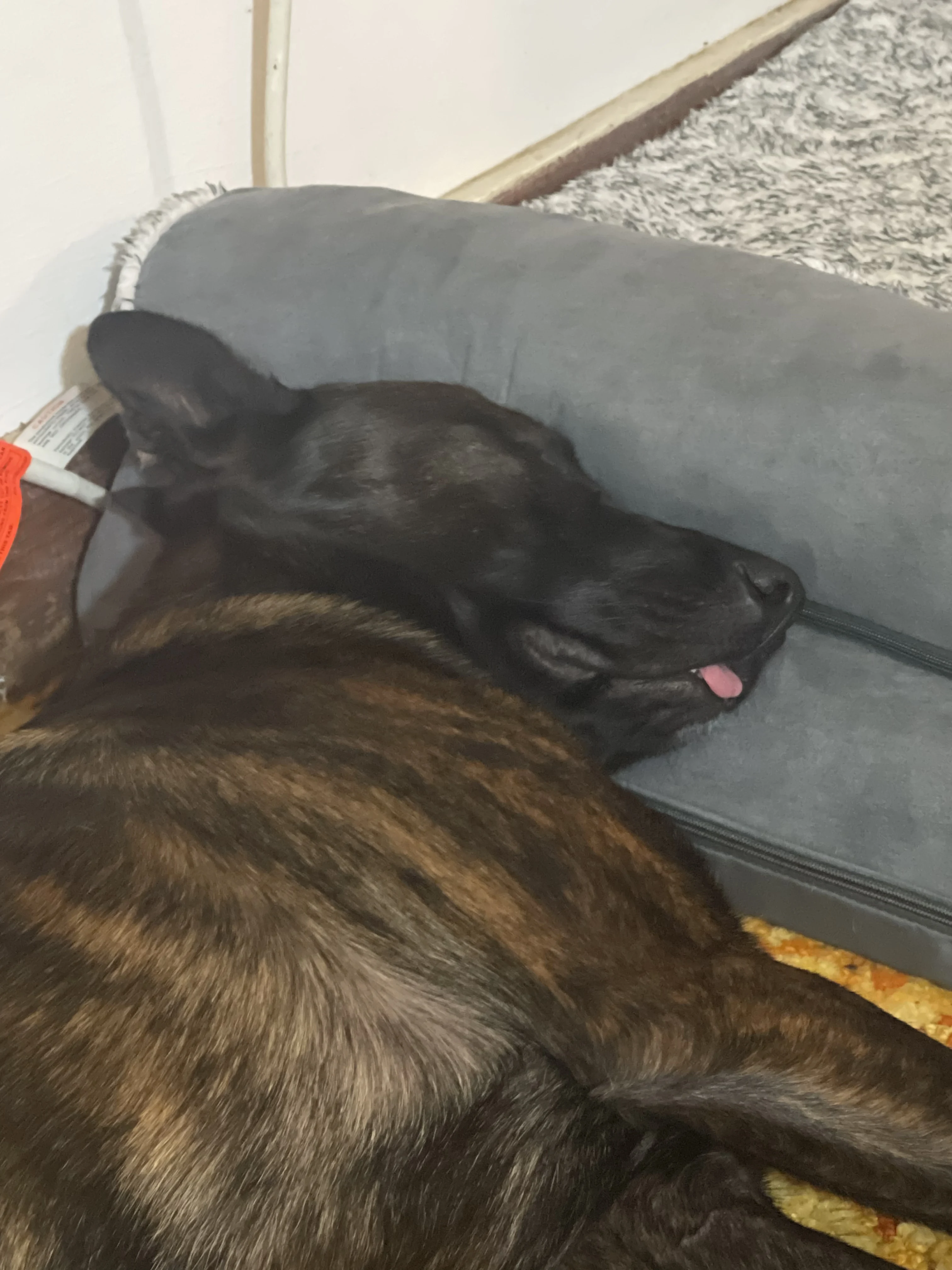 Ranger, Dutch Shepherd sire for the Ranger x Mila litter.