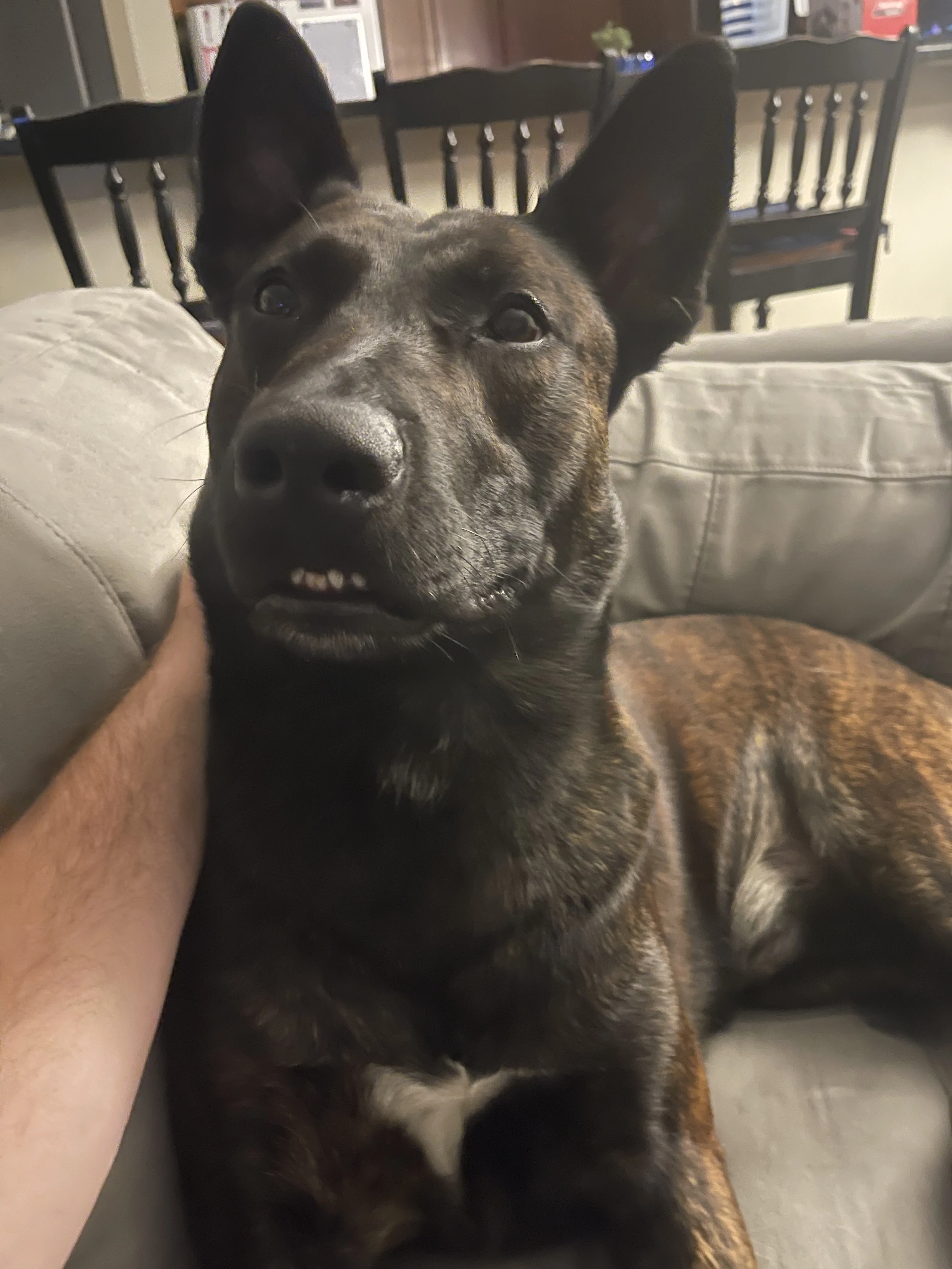Ranger, Dutch Shepherd sire for the Ranger x Mila litter.