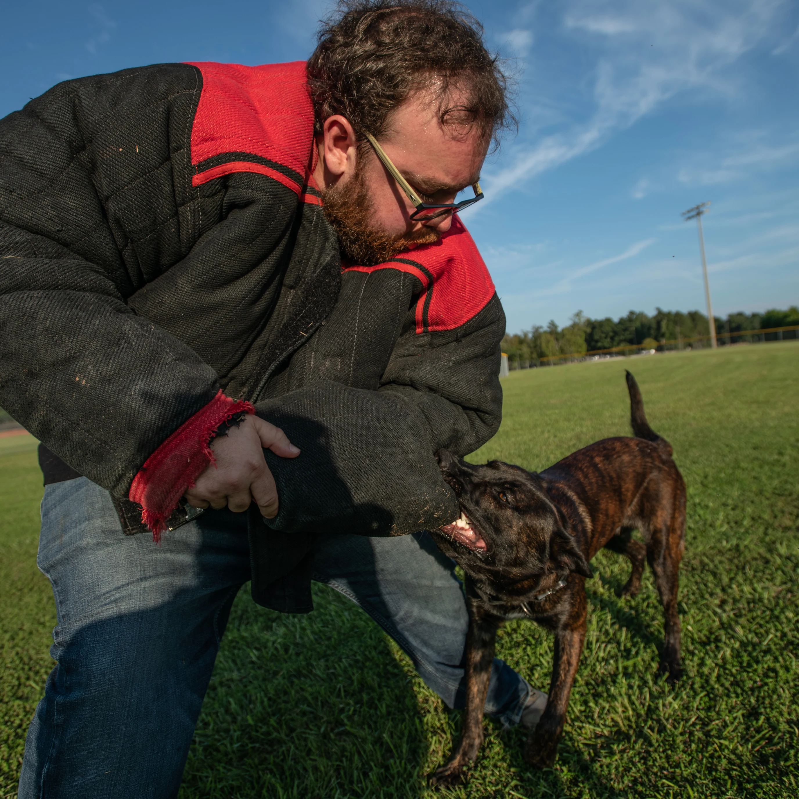 Ranger, Dutch Shepherd sire for the Ranger x Mila litter.