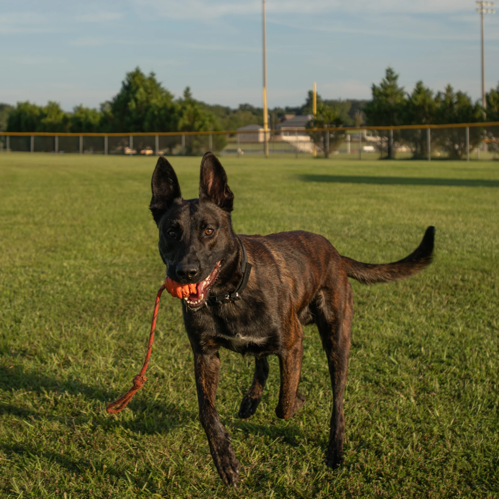 Ranger, Sire for Alliance K9