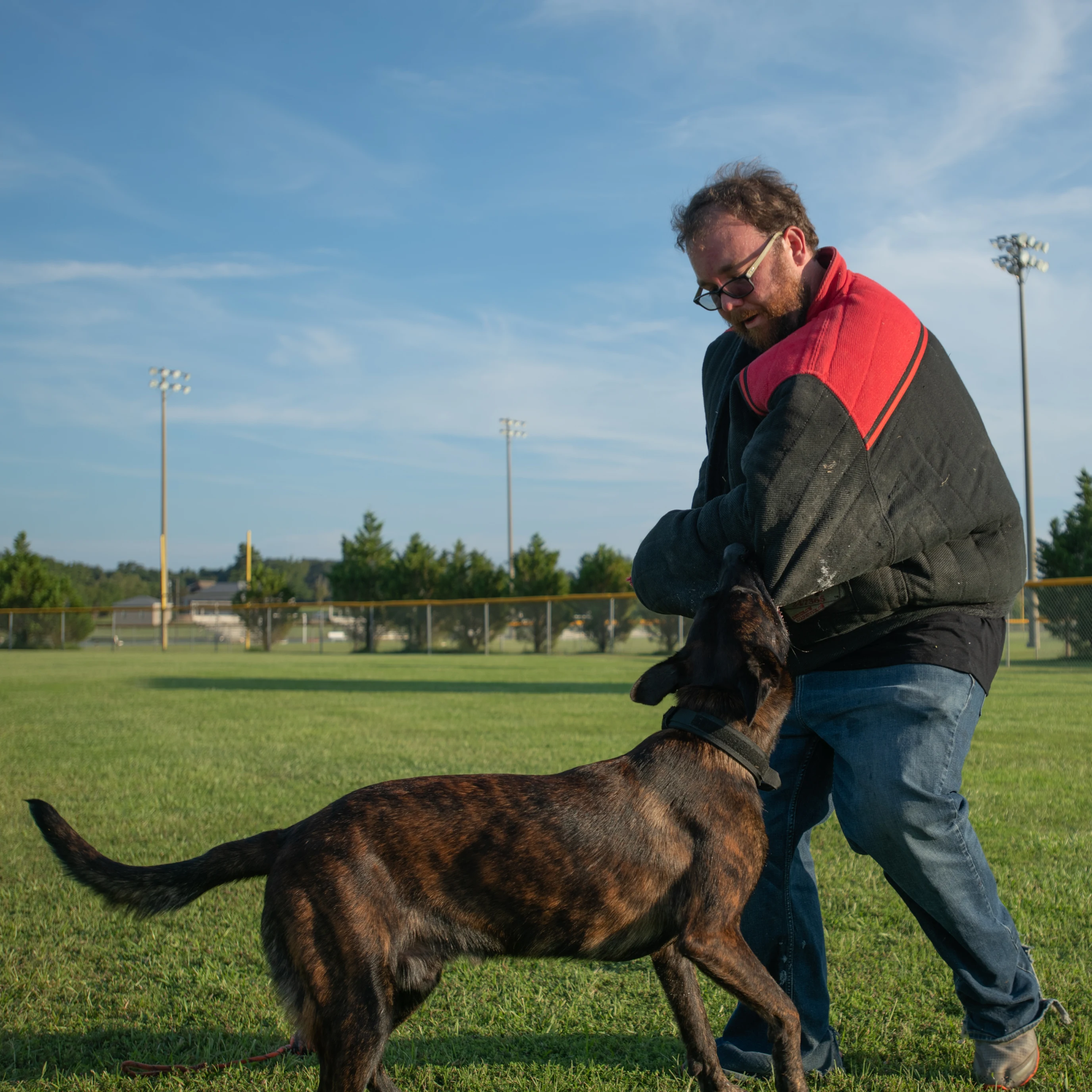 Ranger, Dutch Shepherd sire for the Ranger x Mila litter.