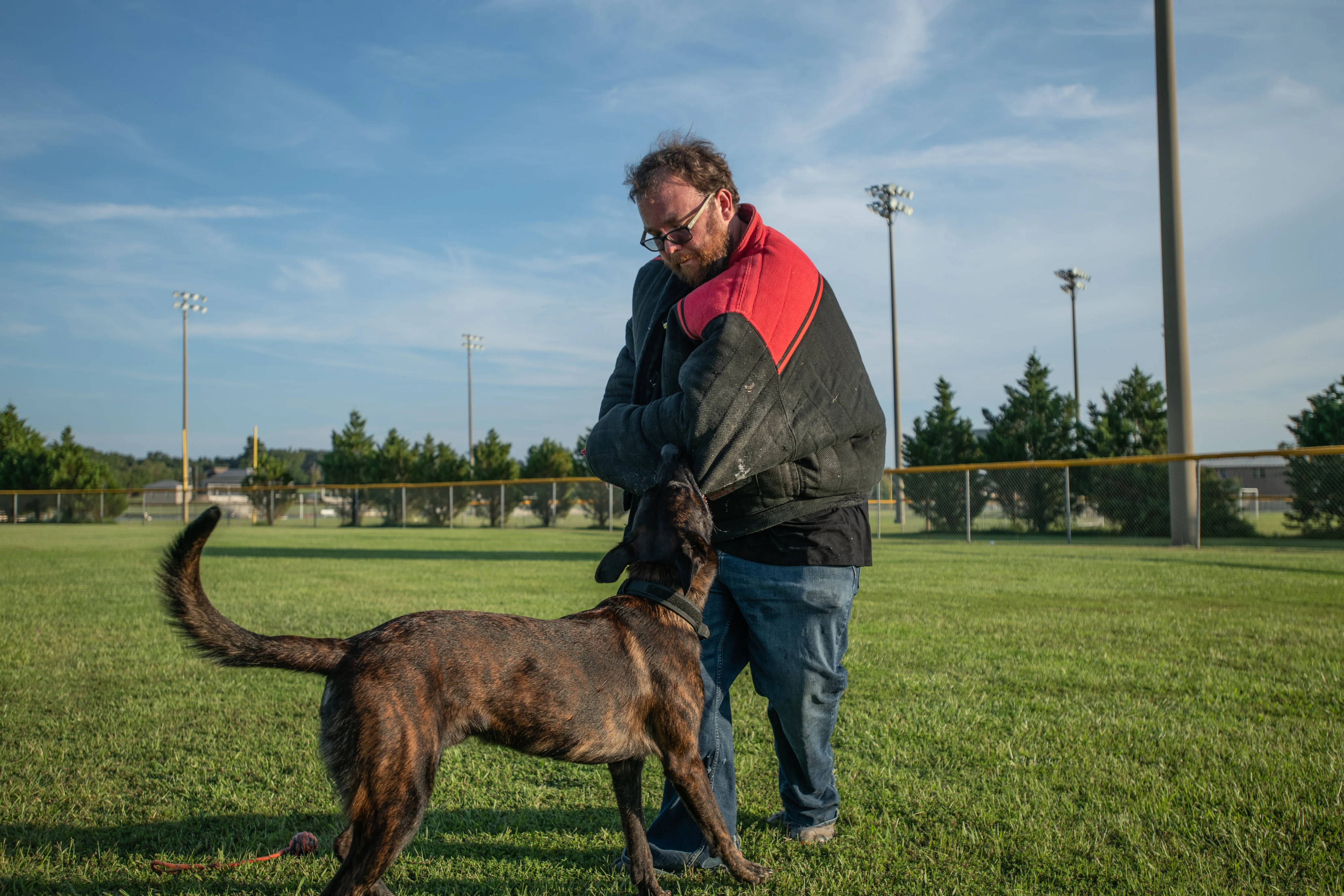 Ranger, Dutch Shepherd sire for the Ranger x Mila litter.