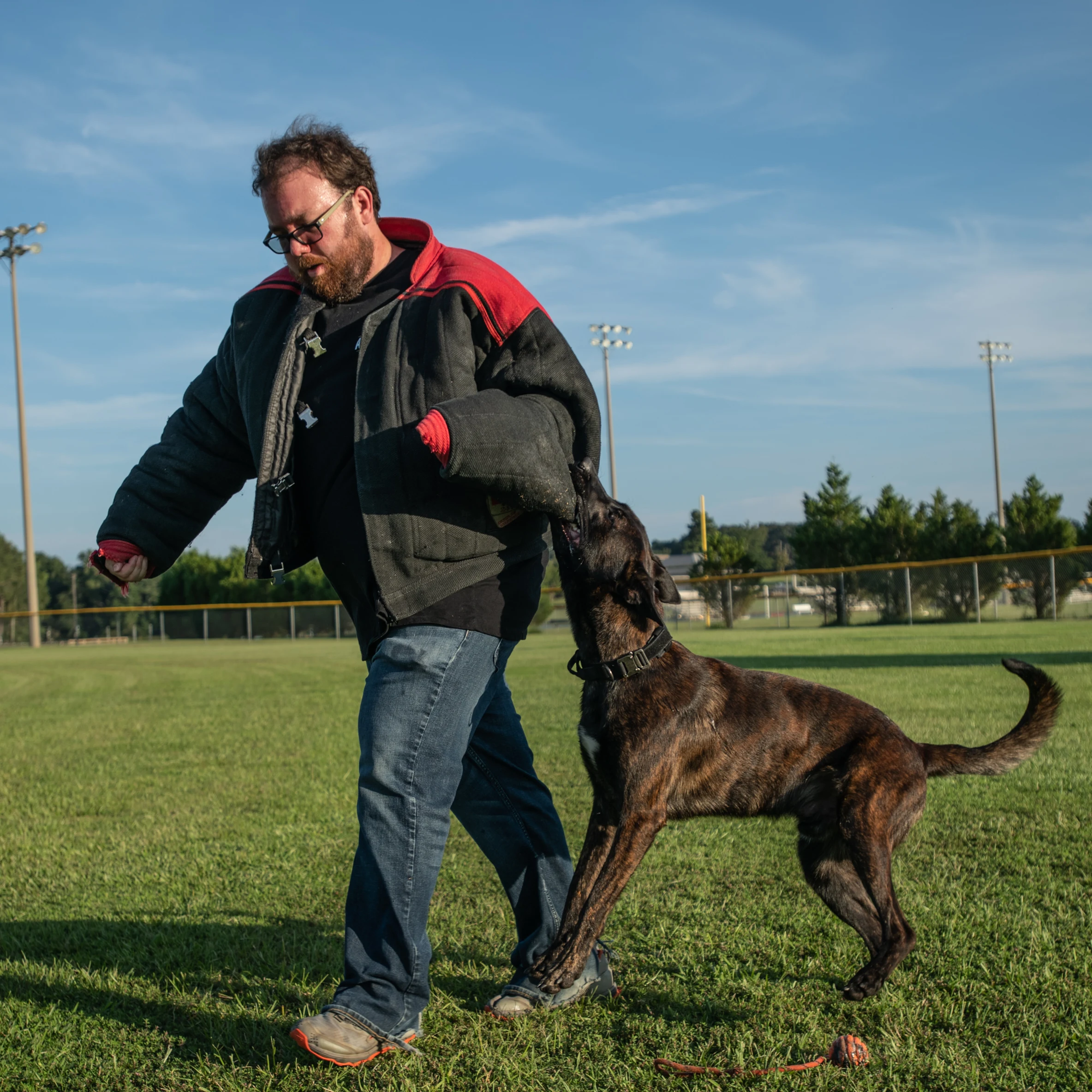 Ranger, Dutch Shepherd sire for the Ranger x Mila litter.