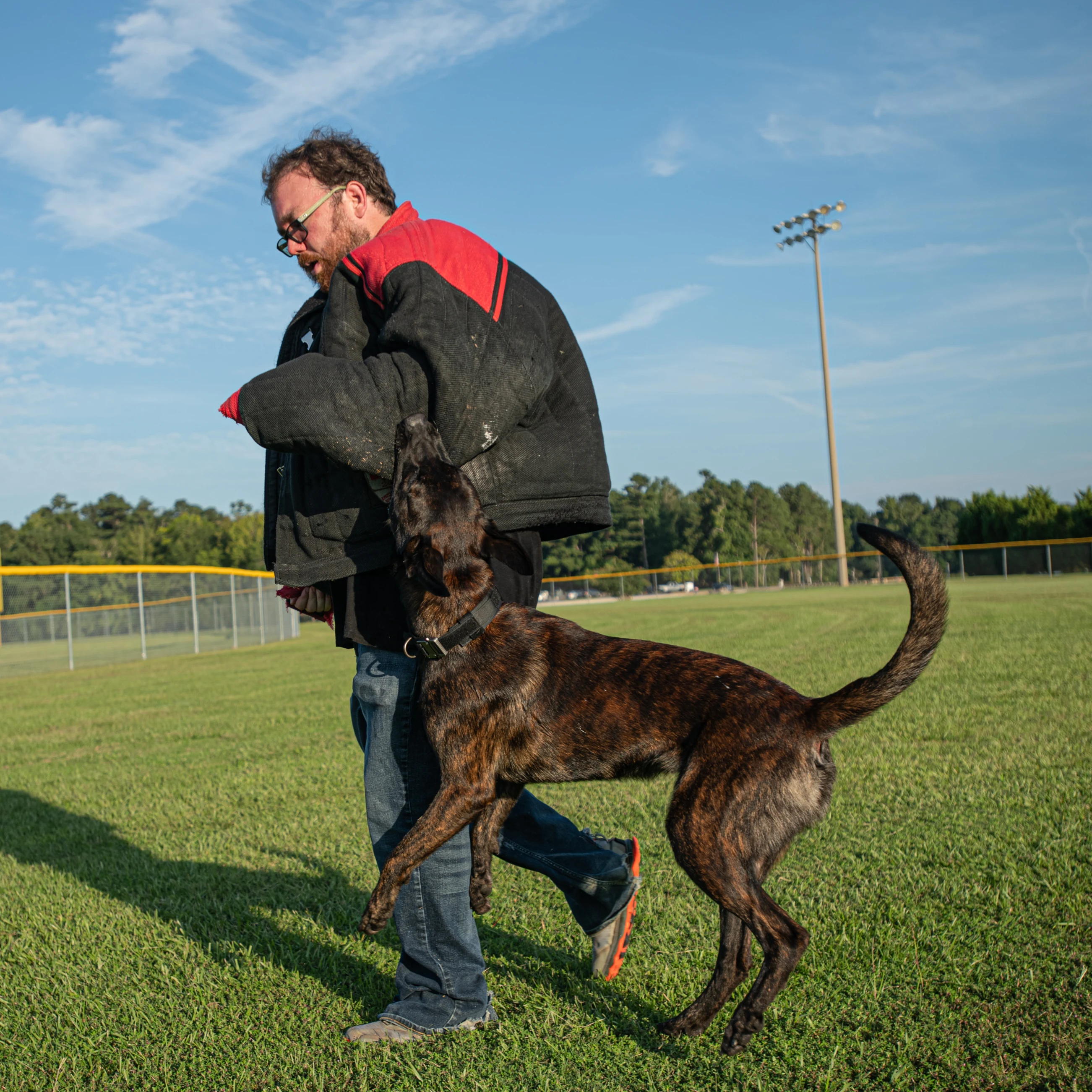 Ranger, Dutch Shepherd sire for the Ranger x Mila litter.
