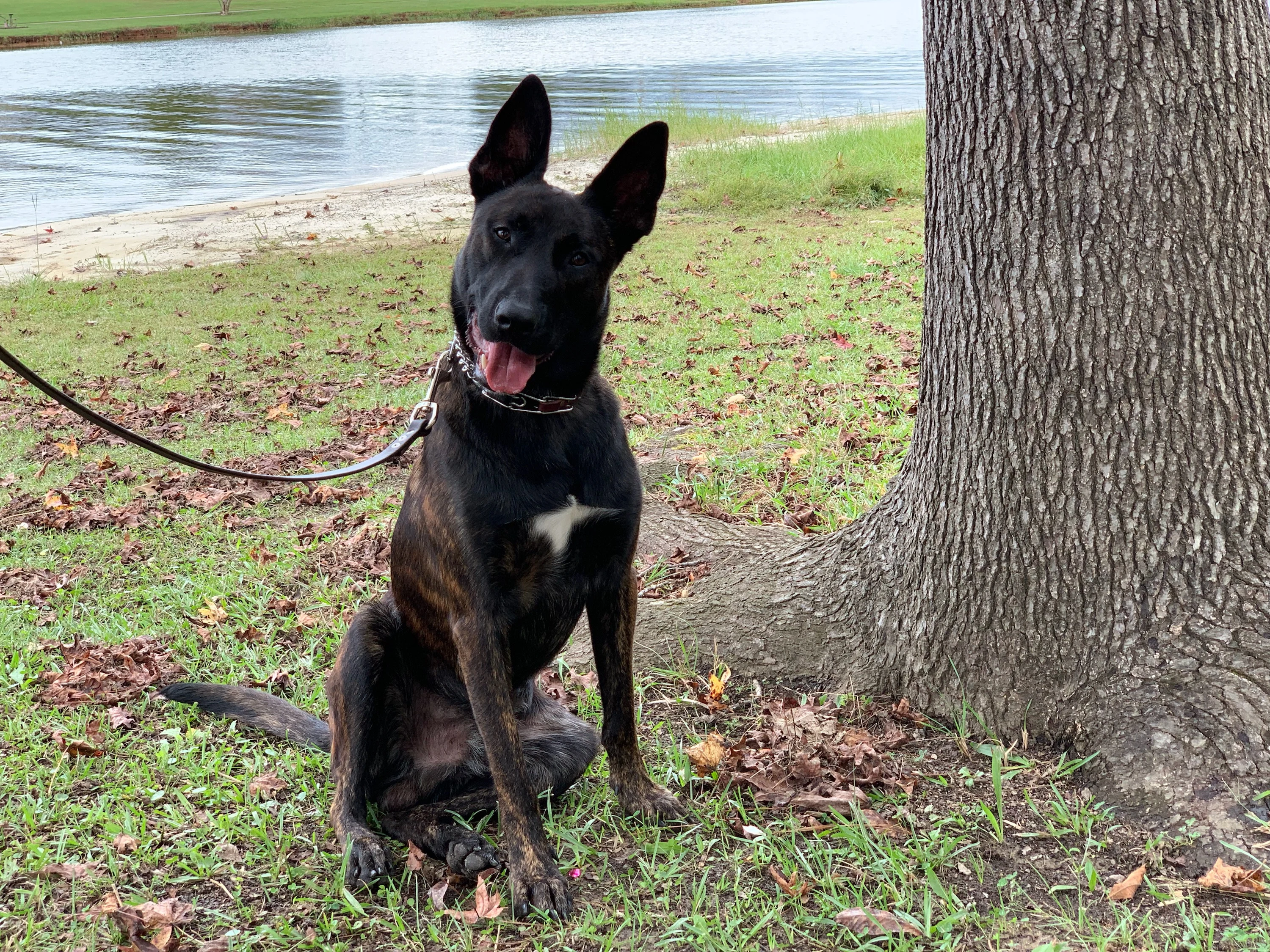 Ranger, Dutch Shepherd sire for the Ranger x Mila litter.