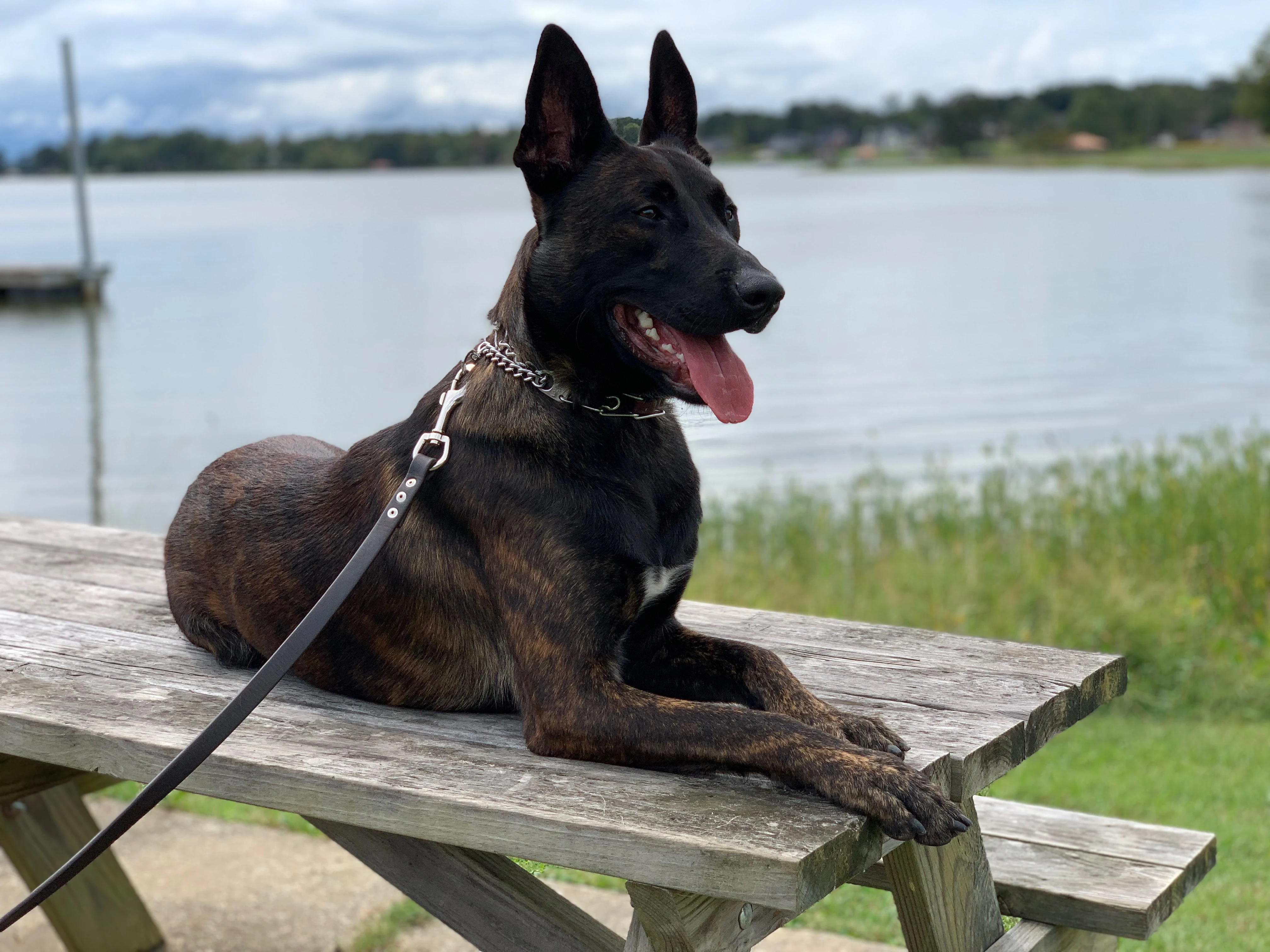 Ranger, Dutch Shepherd sire for the Ranger x Mila litter.
