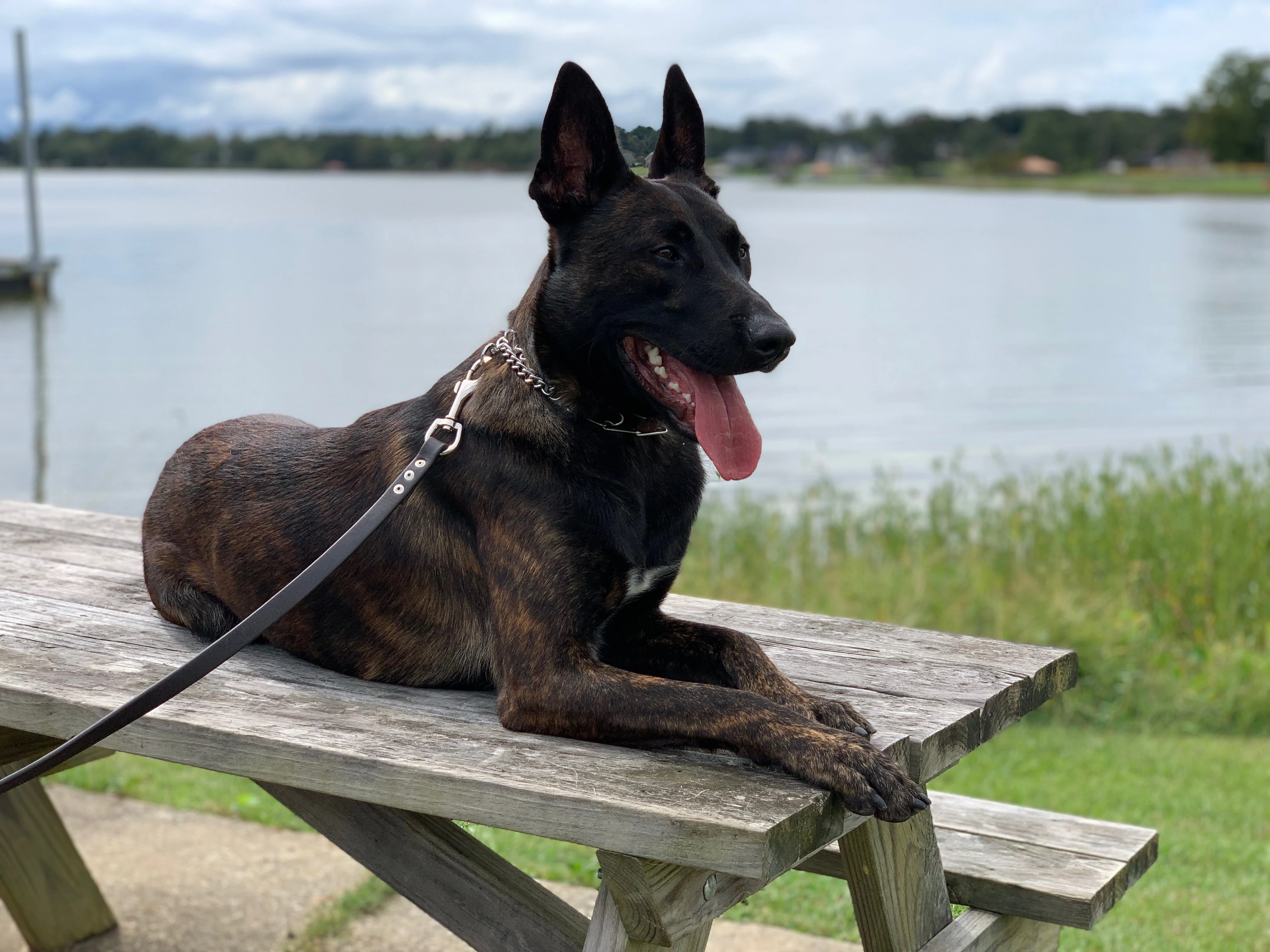 Ranger, Dutch Shepherd sire for the Ranger x Mila litter.