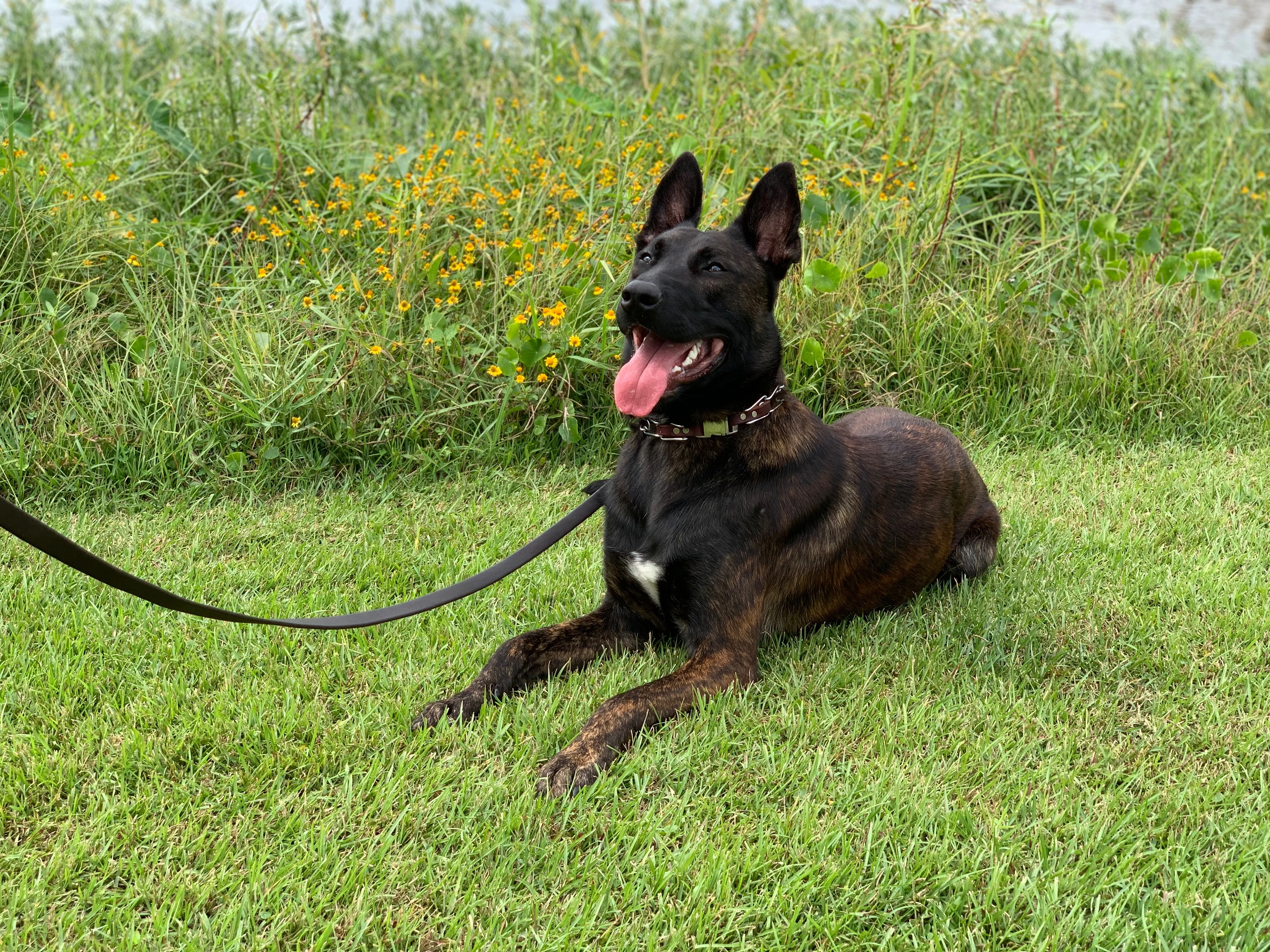 Ranger, Dutch Shepherd sire for the Ranger x Mila litter.